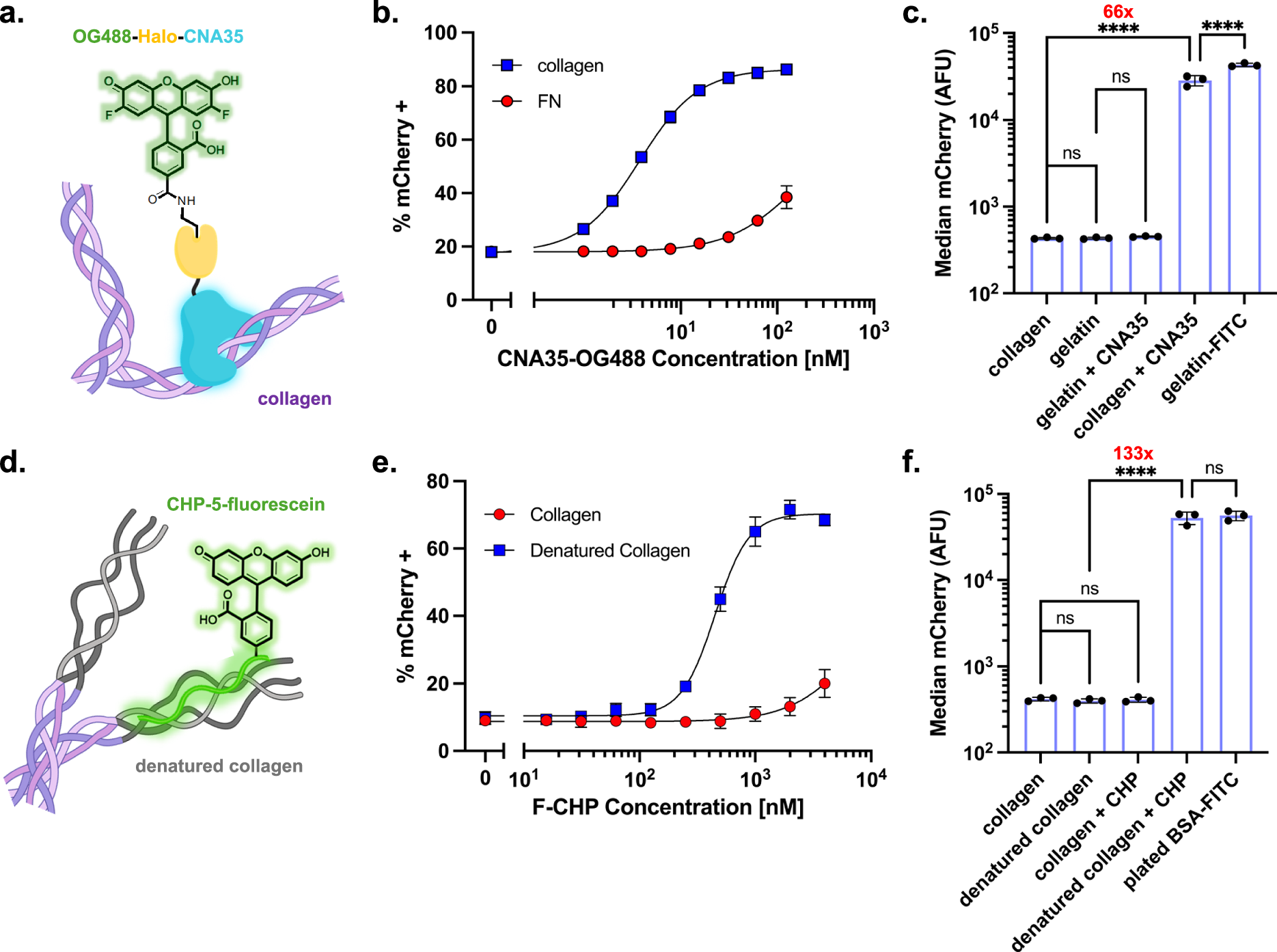 Fig. 4: Receptor activation via dye-labeled collagen-binding proteins.