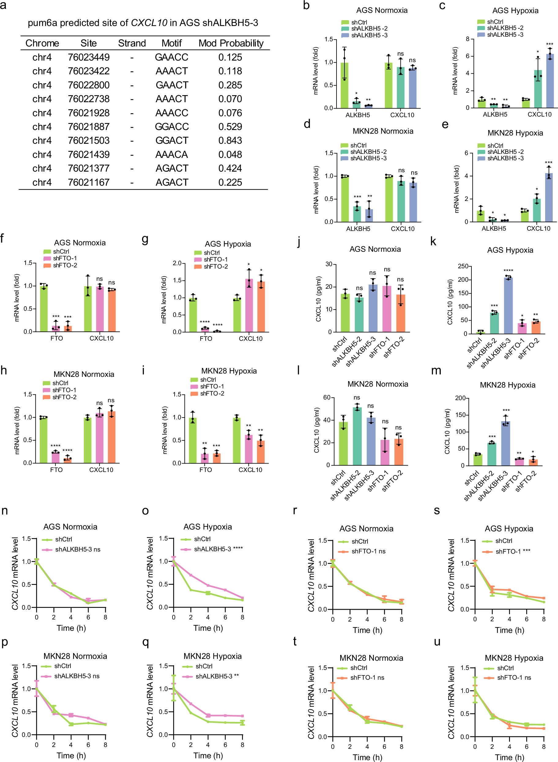 Fig. 6: Hypoxia-induced regulation of CXCL10 expression by m6A demethylases in gastric cancer cells.