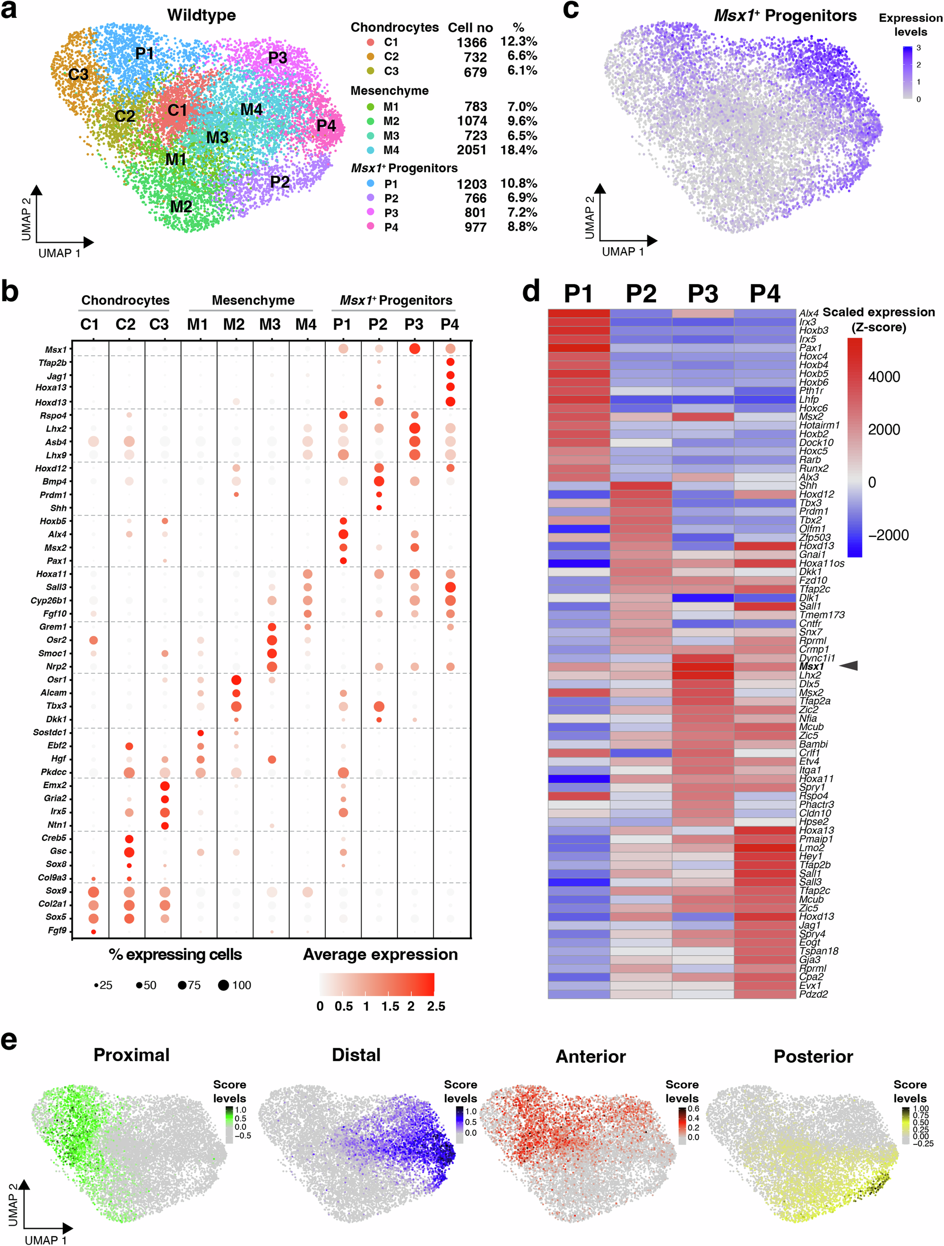 Fig. 3: Single-cell RNA sequencing analysis of wild-type forelimb buds (E10.75).