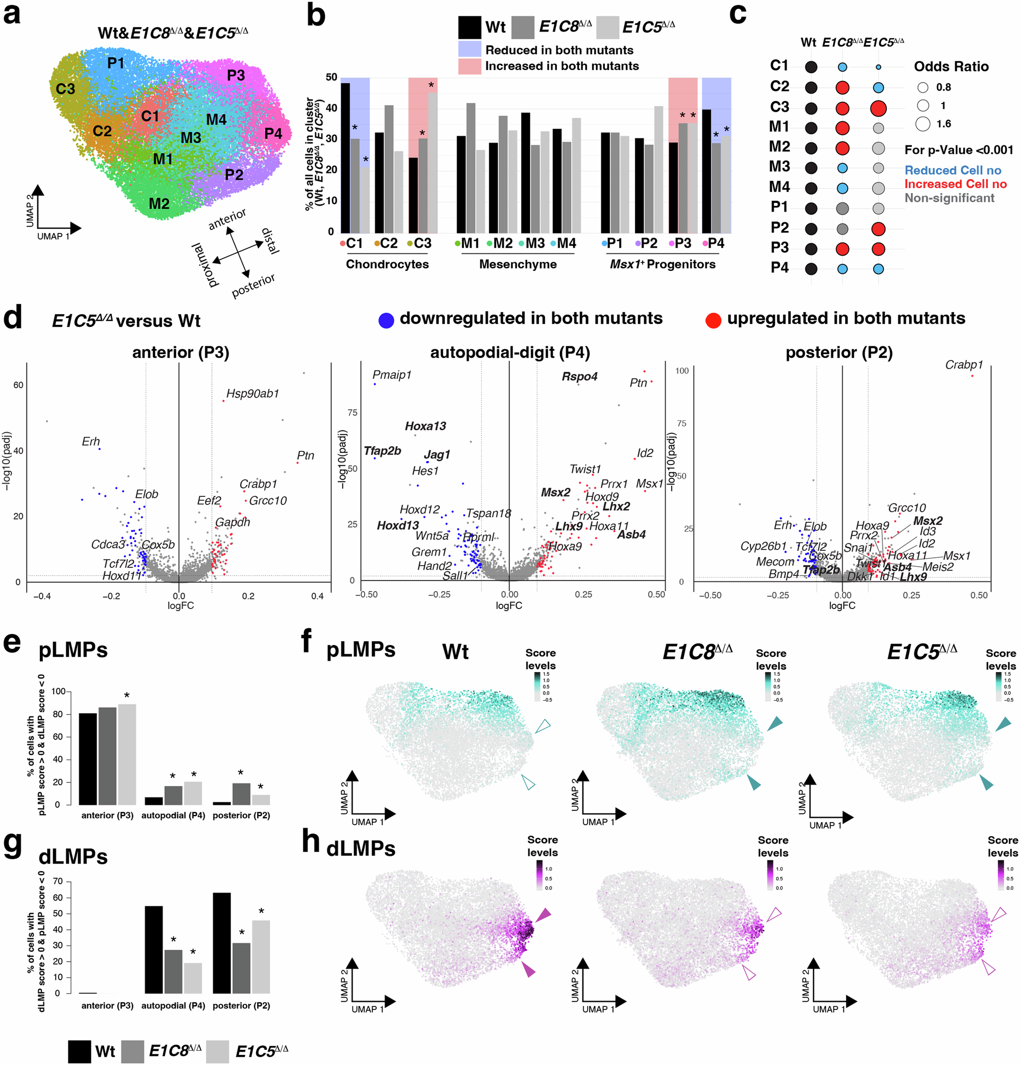 Fig. 4: Identification of distinct LMP populations altered in both Grem1 tetradactyl limb buds (E10.75).