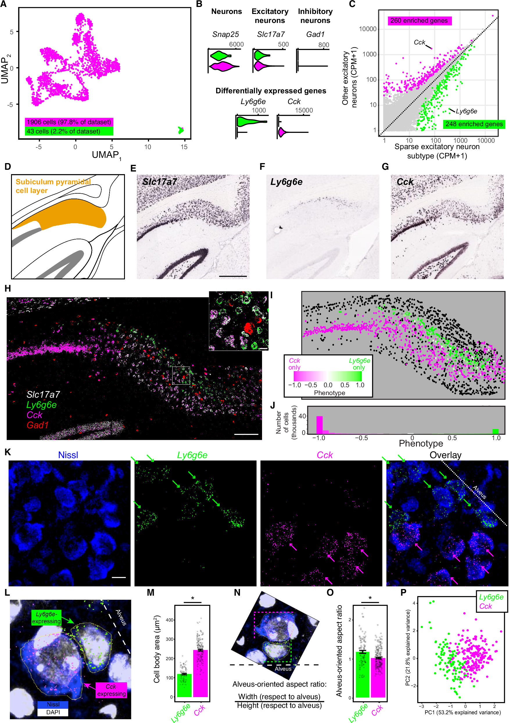 新発見の脳細胞が記憶に関与 (Meet the newly discovered brain cell that allows you to remember objects)