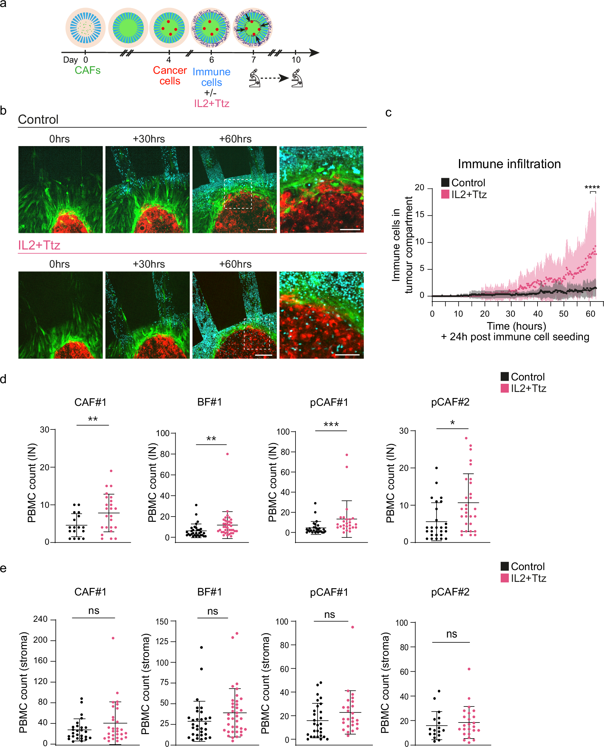 Fig. 5: Live imaging of intraepithelial immune infiltration induced by Trastuzumab and Interleukin 2 combined regimen.