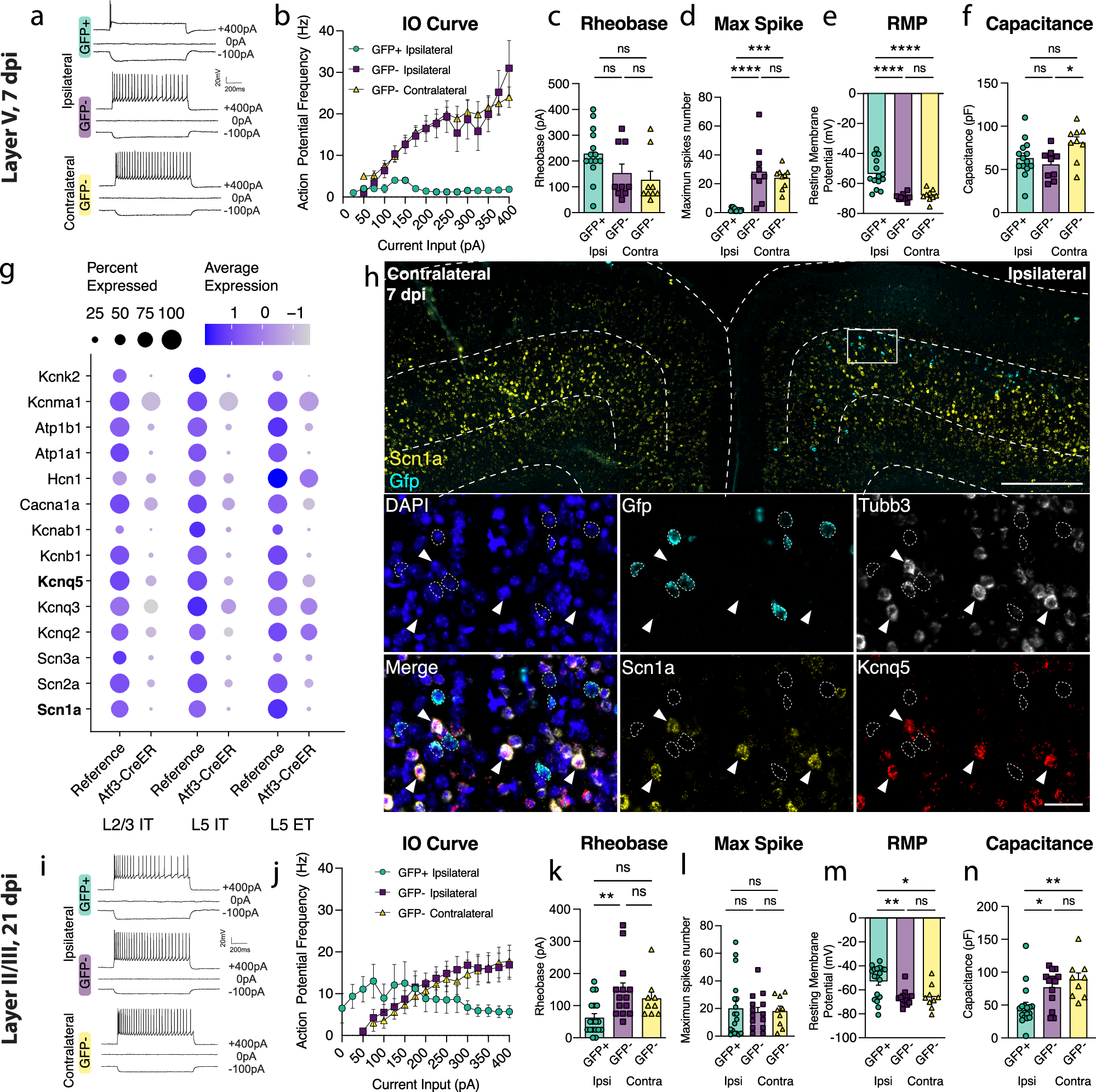 Fig. 4: Layer V Atf3-GFP neurons are unable to fire and downregulate ion channels while layer II/III Atf3-expressing neurons are electrophysiologically functional following mTBI.