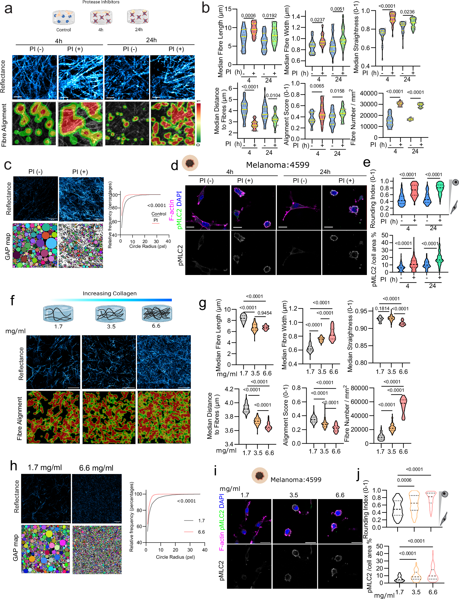Fig. 4: Collagen I accumulation induces cytoskeletal remodelling.