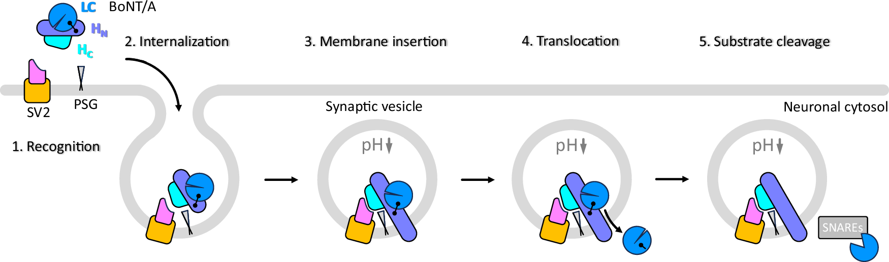 Cryo-EM structure of the botulinum neurotoxin A/SV2B complex and its  implications for translocation | Nature Communications