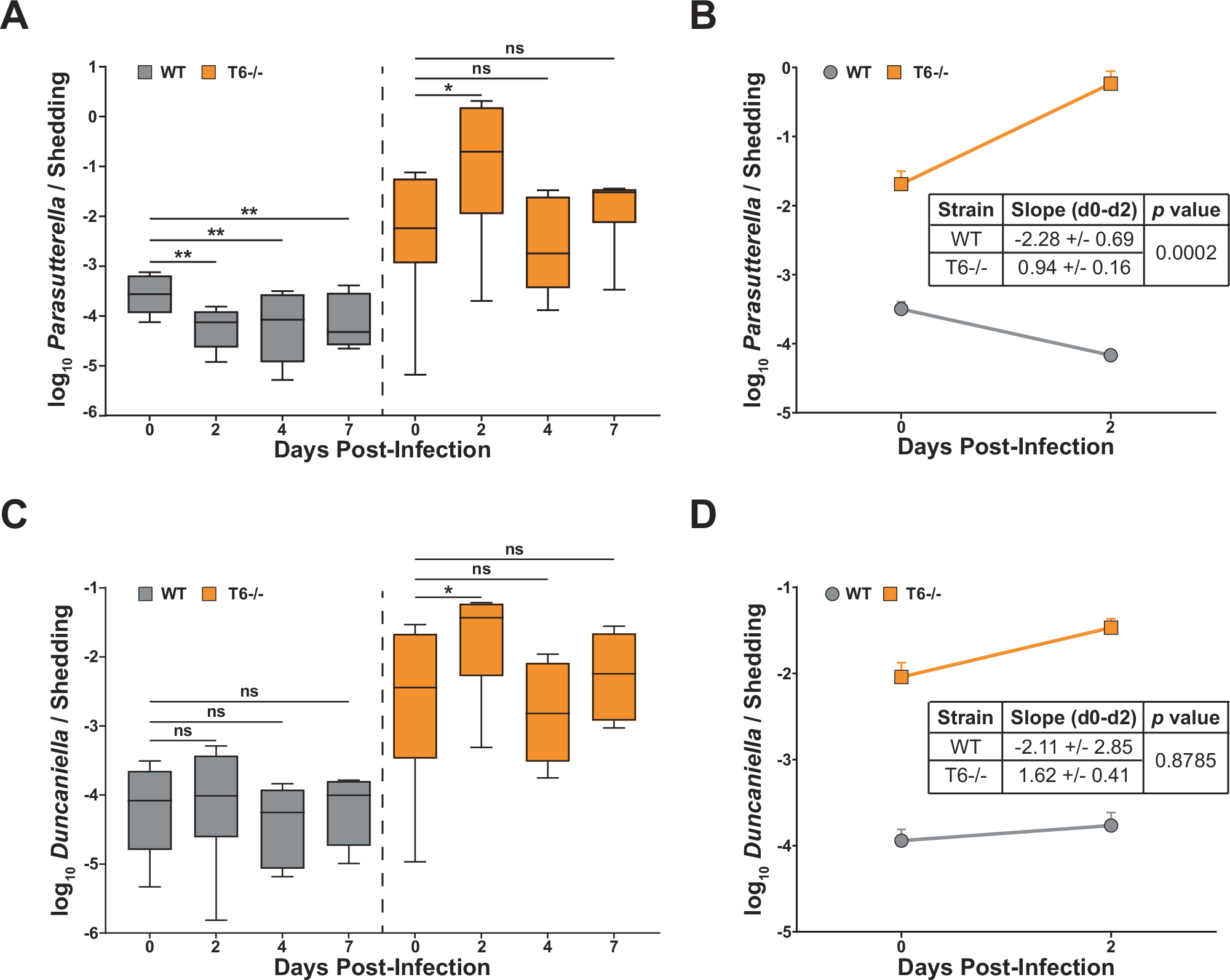 Fig. 5: K. pneumoniae reduces Parasutterella from the gut in a T6SS-dependent manner.