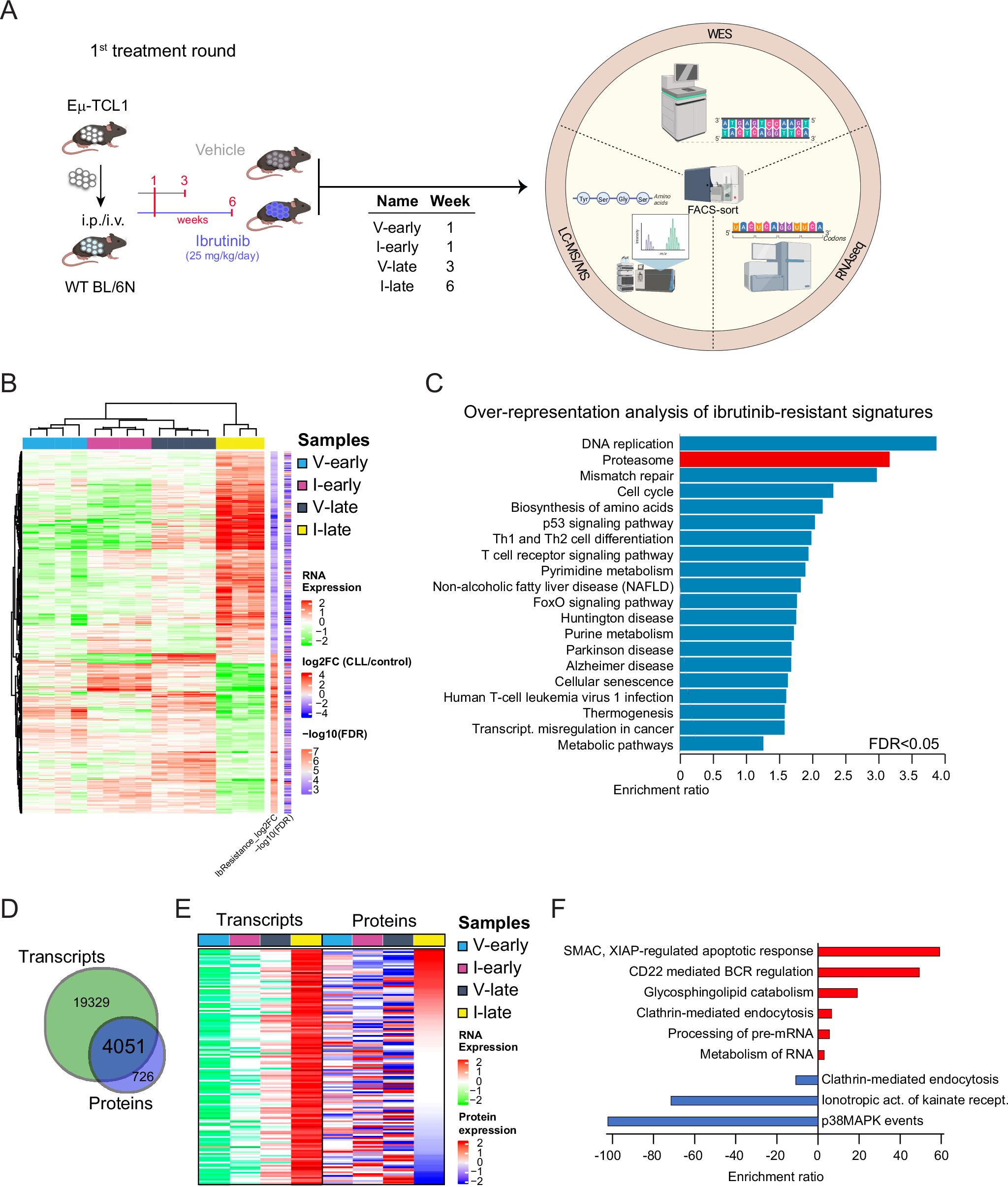 Fig. 2: Ibrutinib resistance is not driven by genetic mutations but likely related to post-translational modifications.