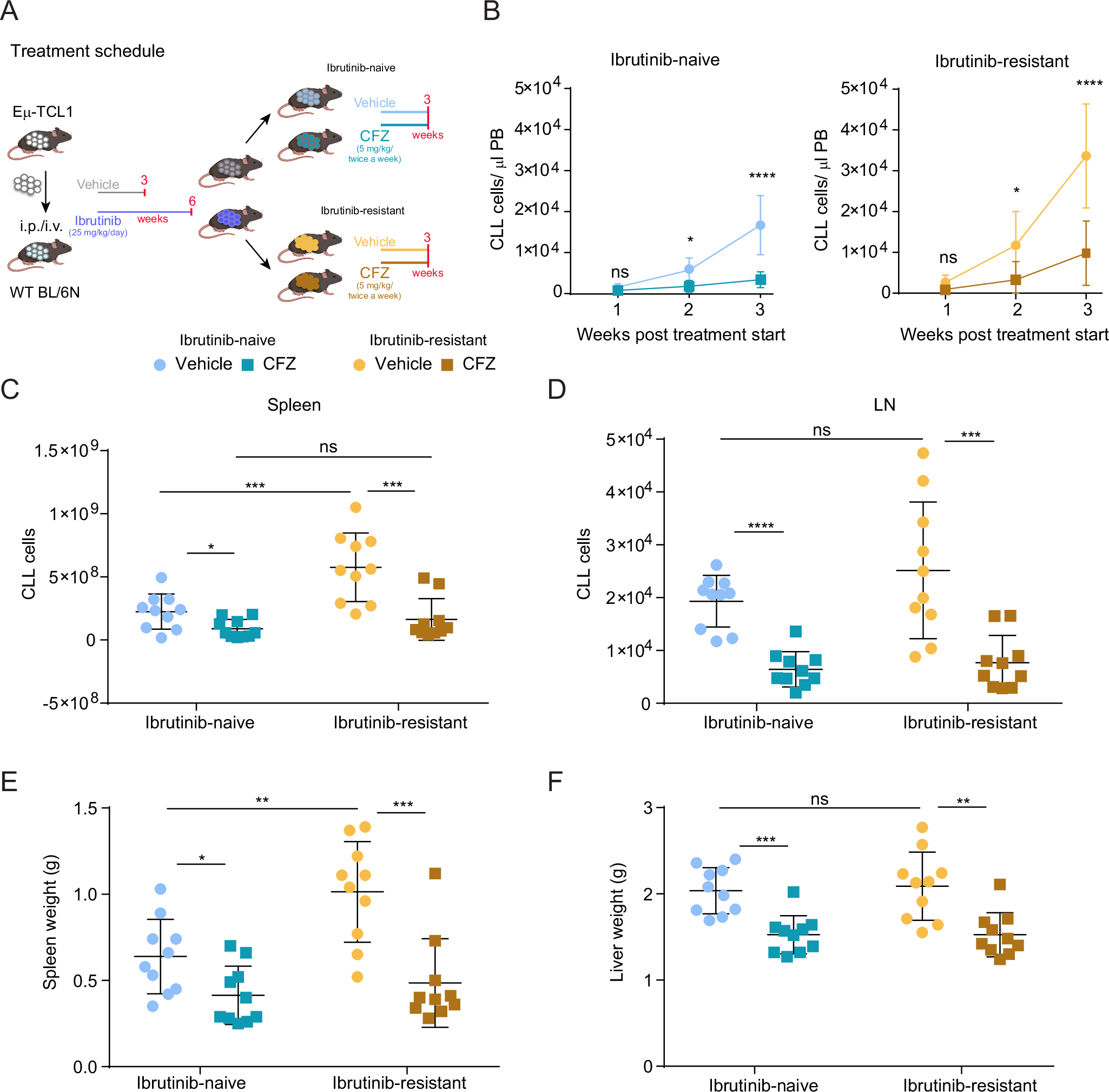 Fig. 4: Both ibrutinib-resistant and -naive TCL1-CLL respond to carfilzomib treatment.