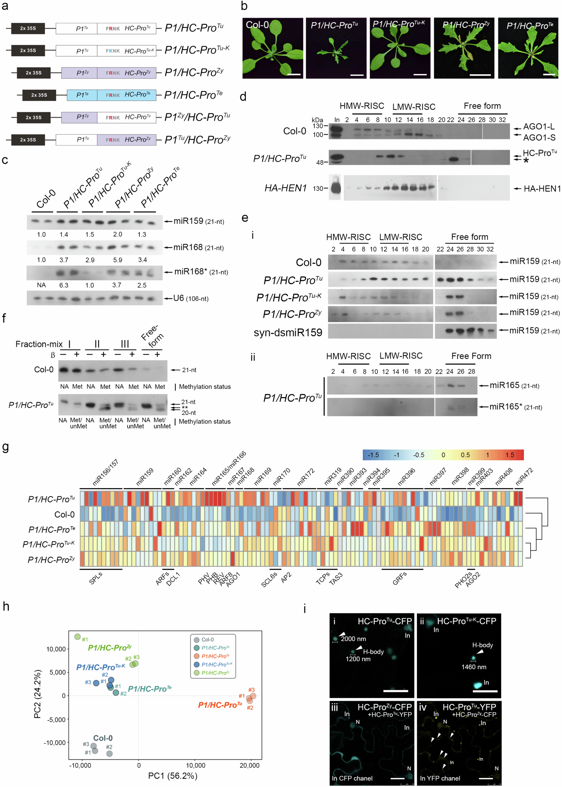 Fig. 1: The common molecular features of various P1/HC-Pro variants during RNA silencing.