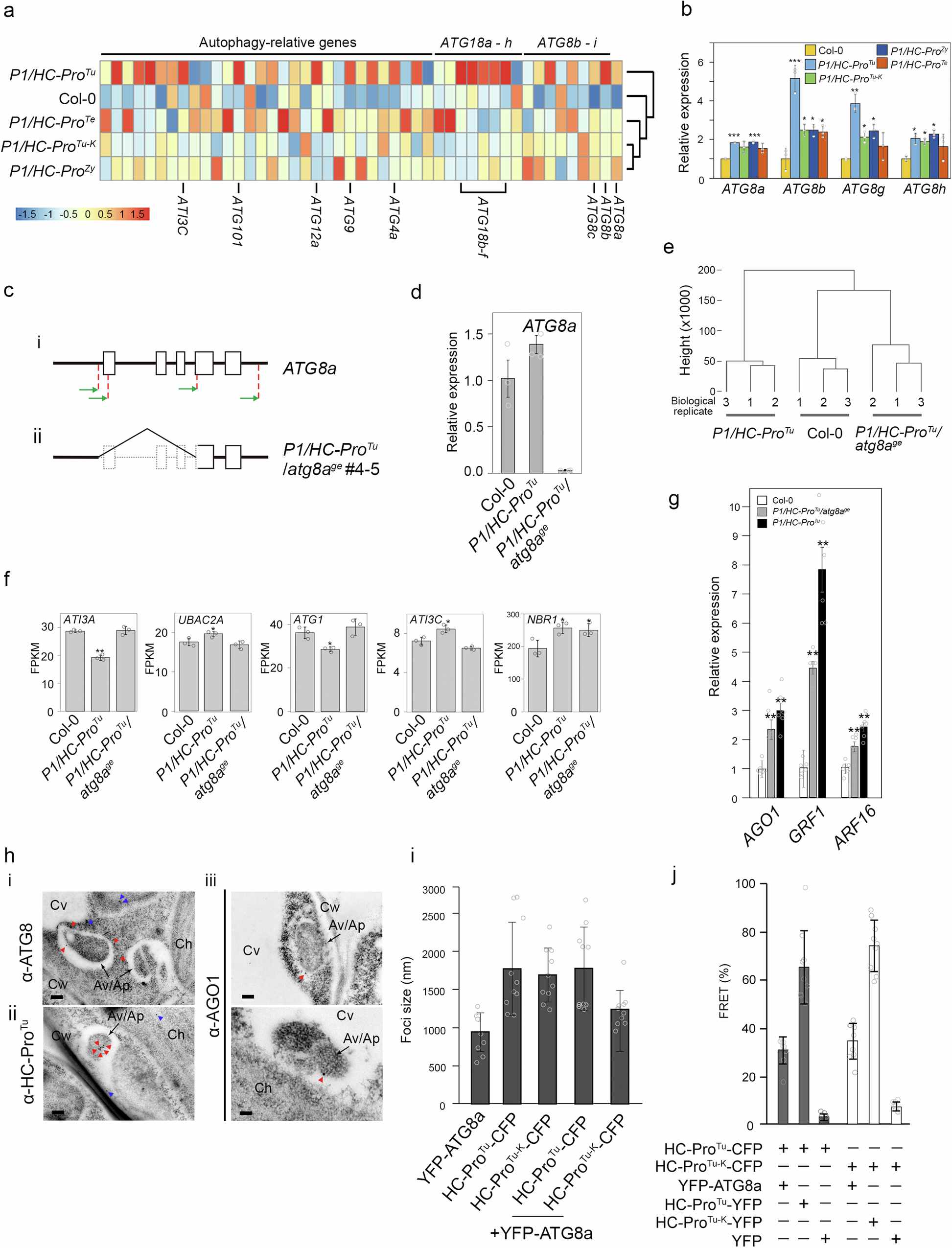 Fig. 3: HC-ProTu triggers autophagic AGO1 degradation.