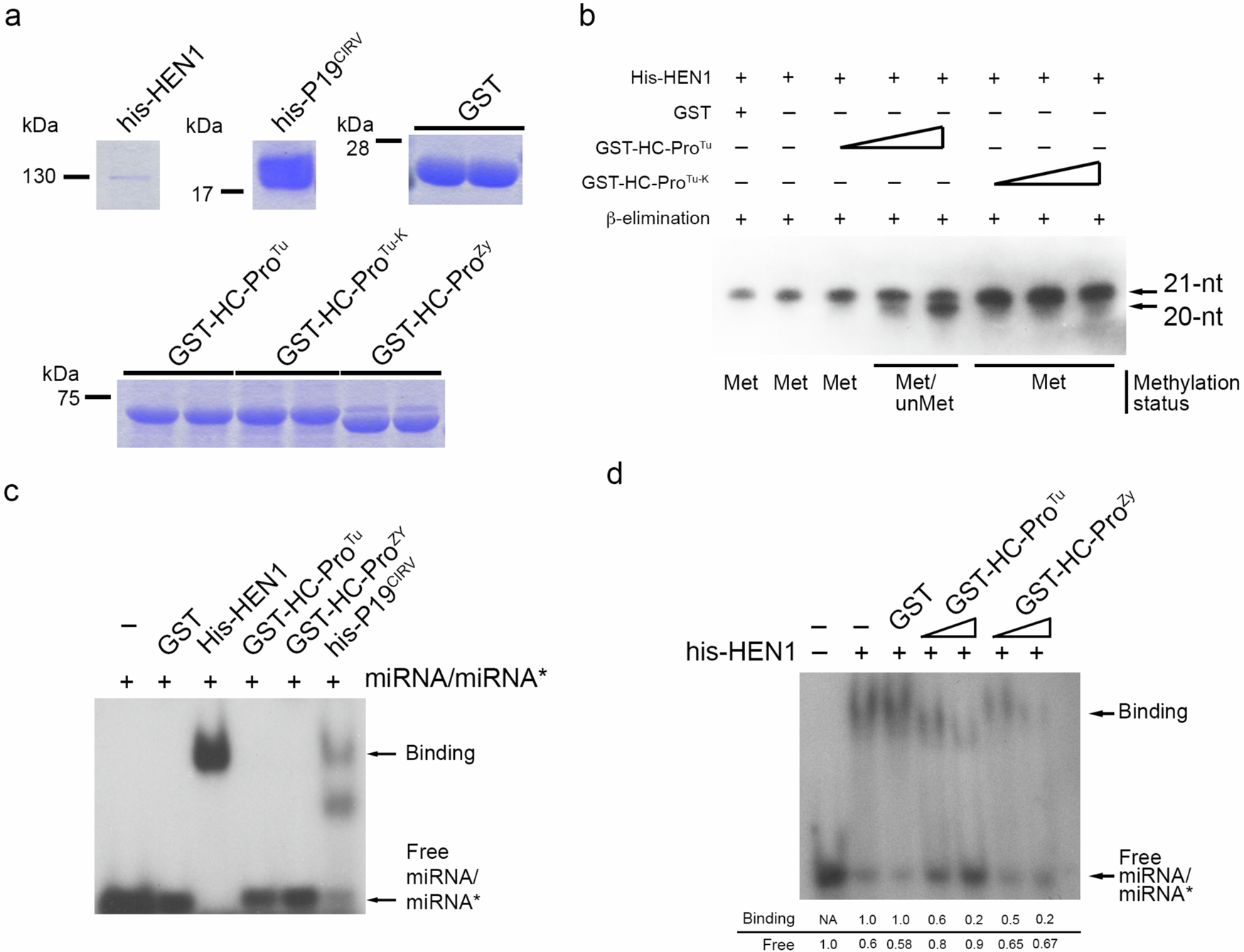 Fig. 5: In vitro assays for HC-Pro inhibition of HEN1 activity.