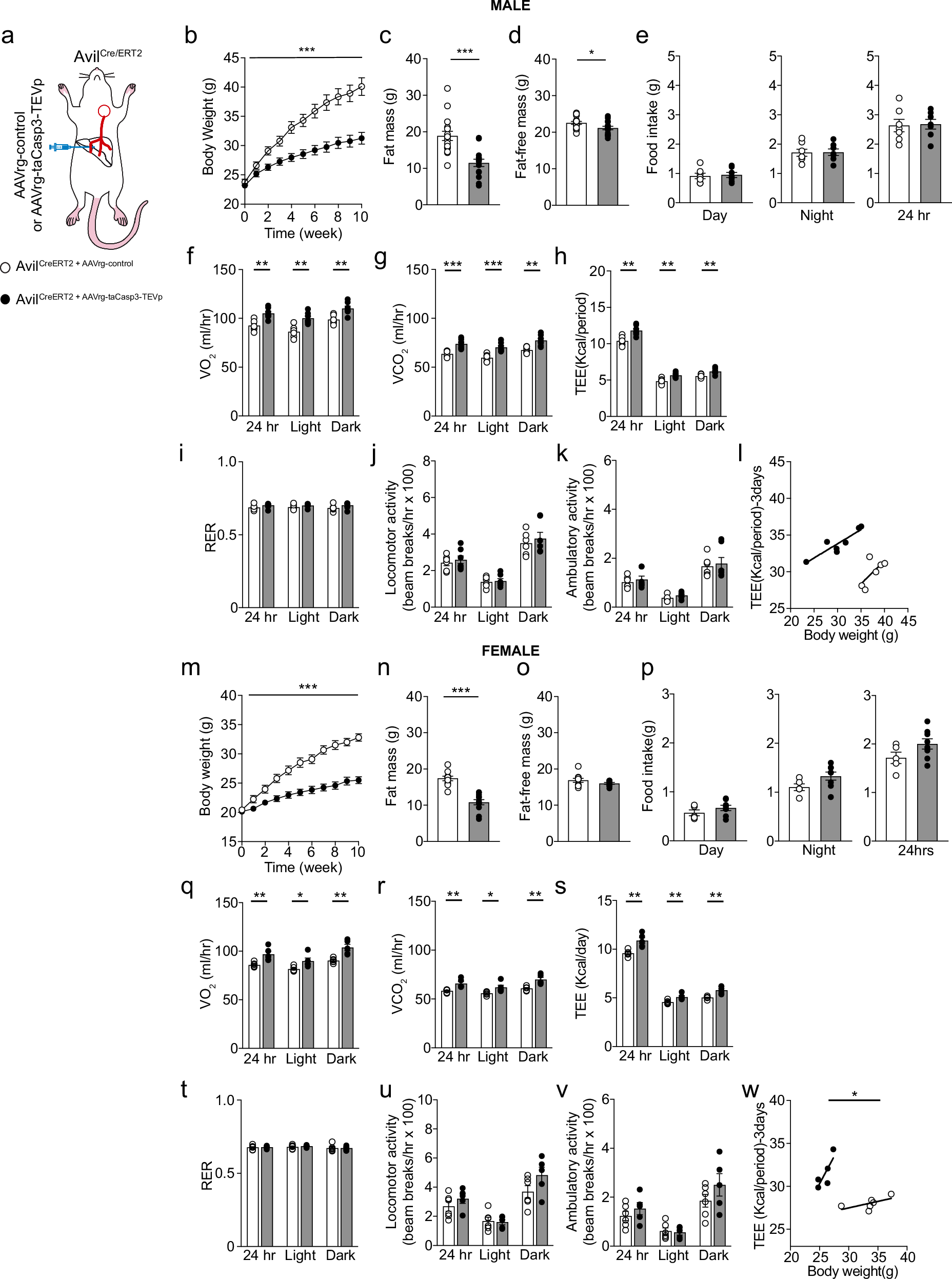 Fig. 4: Loss of the liver-brain axis reduces body weight and increases energy expenditure in mice fed HFD.