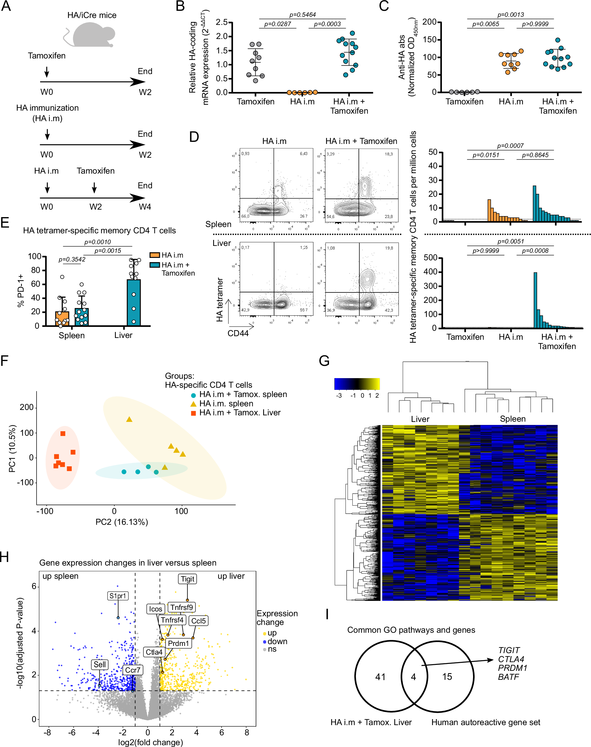 Fig. 6: Analysis of antigen-specific CD4 T cells from the liver and the spleen of an in vivo non-TCR-transgenic mouse model.