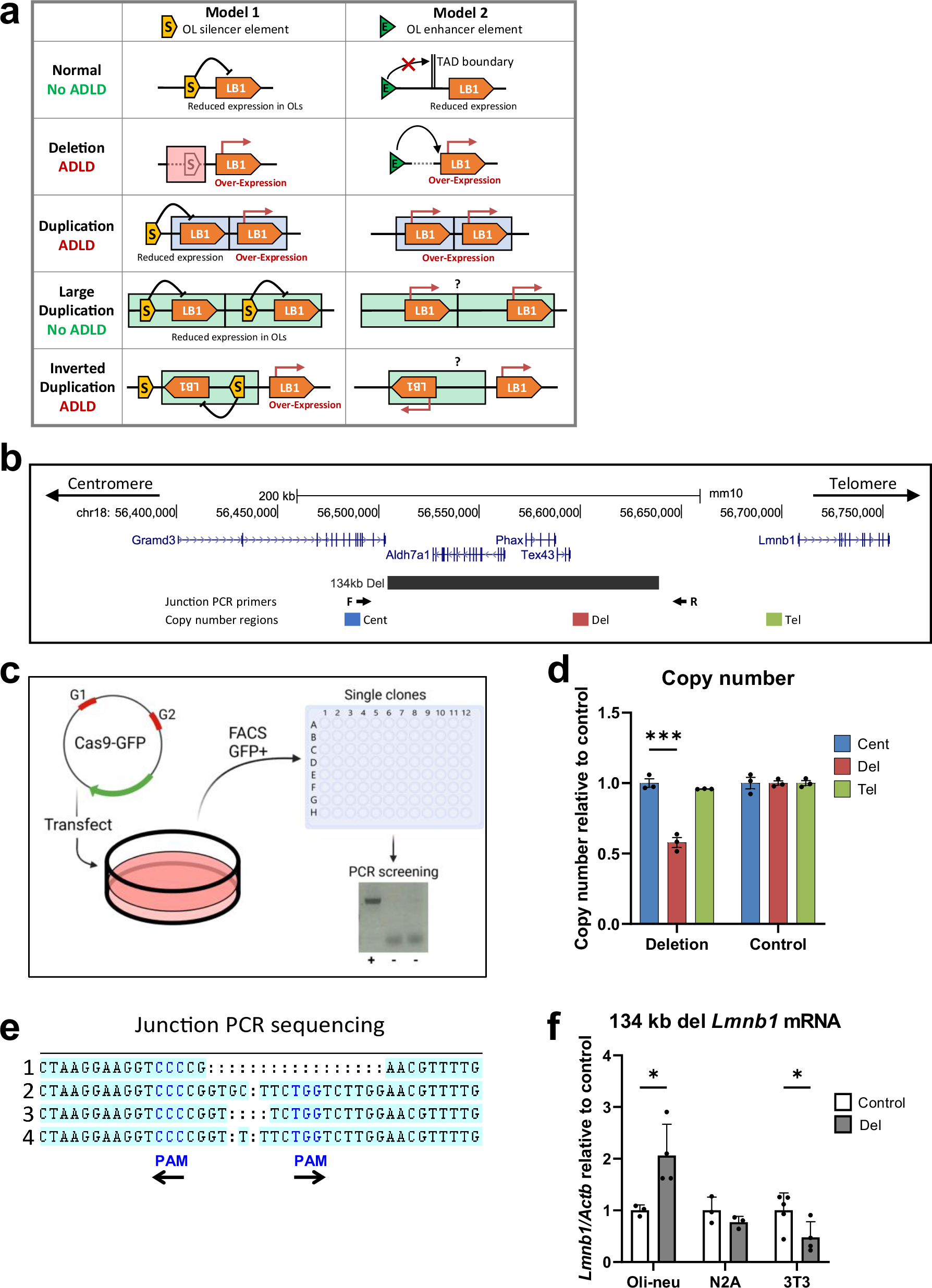 Fig. 4: Silencer model for LMNB1 overexpression in ADLD and generation of CRISPR/Cas9 mediated genomic deletions.