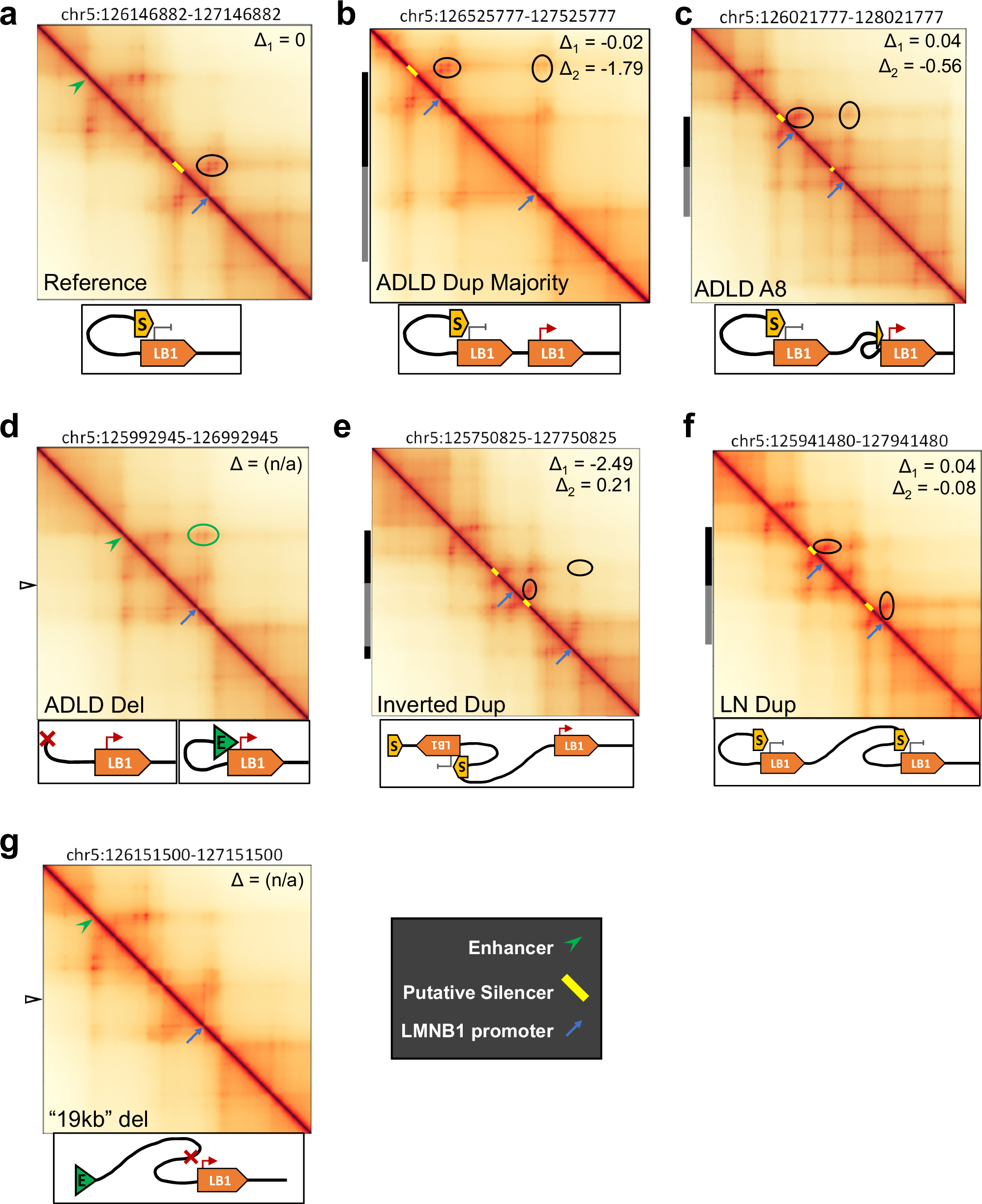 Fig. 6: Orca simulation of 3D chromatin architecture in LMNB1 structural variants.