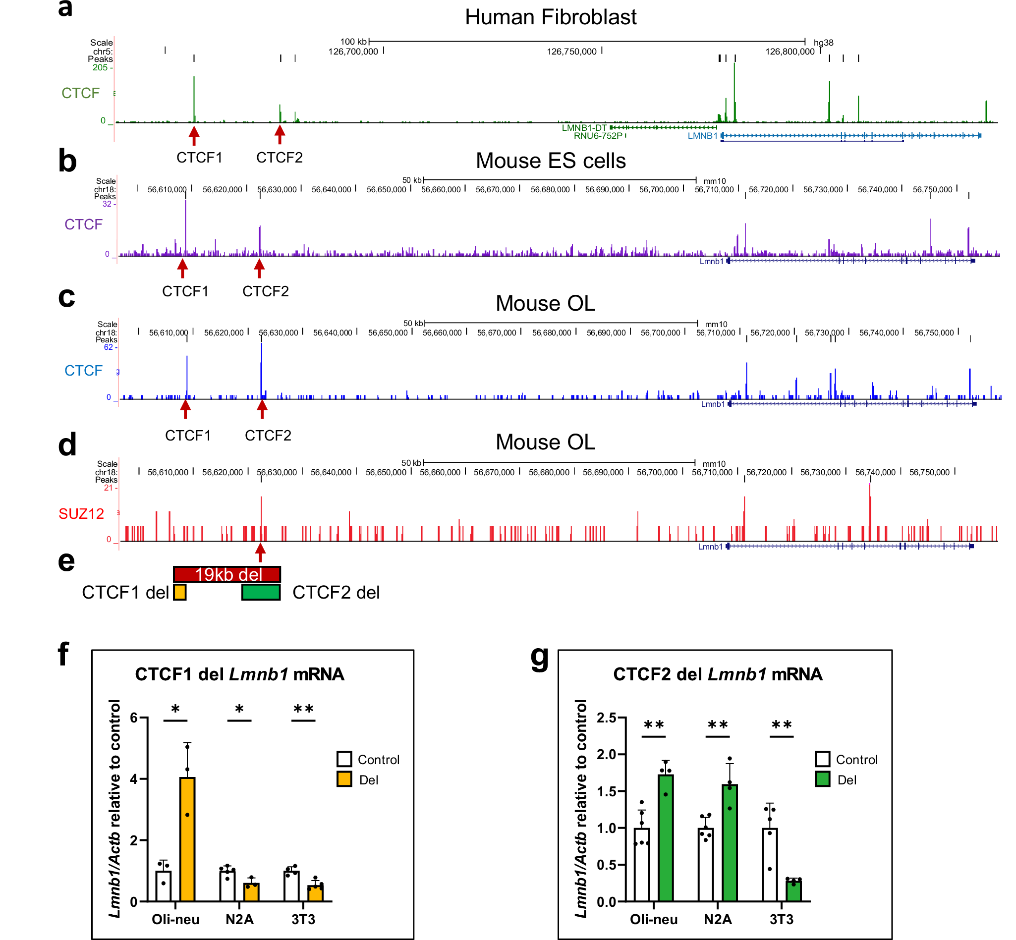 Fig. 8: Identification of CTCF & Suz12 binding in 19 kb silencer element and consequences of CTCF binding site deletion.