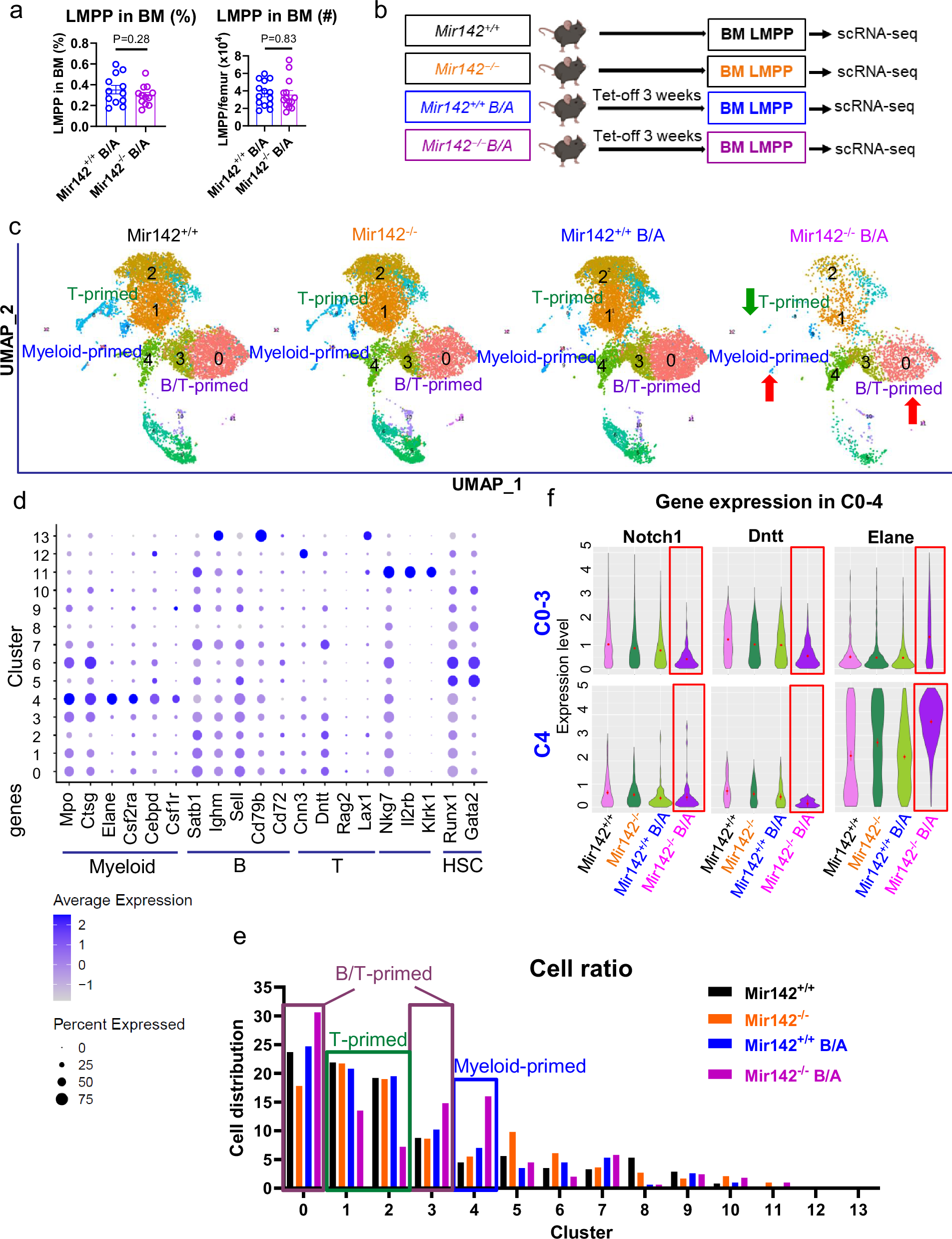 Fig. 1: Single cell RNA-seq analysis of LMPPs derived from Mir142+/+, Mir142−/−, Mir142+/+BCR-ABL, and Mir142−/−BCR-ABL mice.