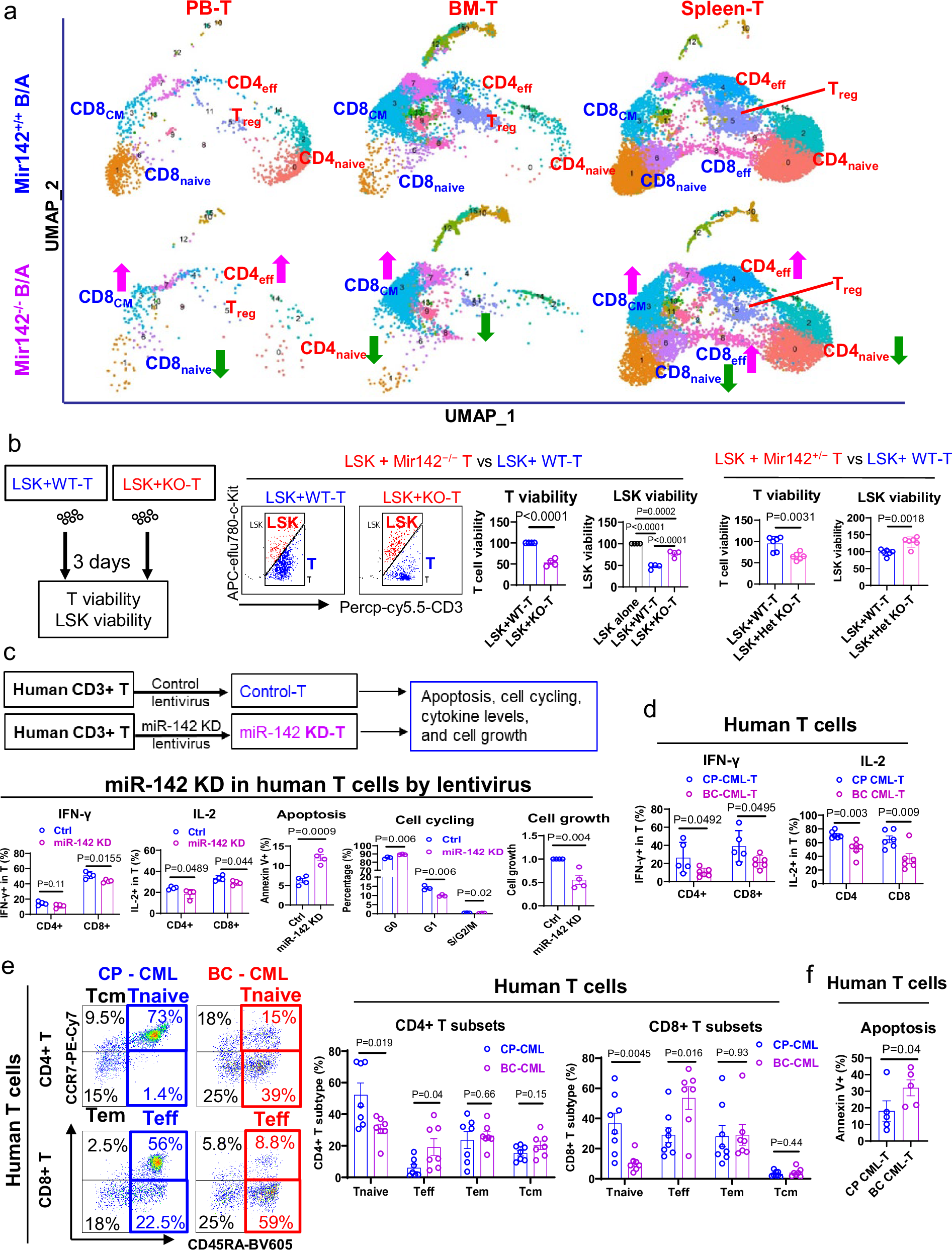Fig. 3: MiR-142 deficit impairs T cell in vitro antileukemic activity.