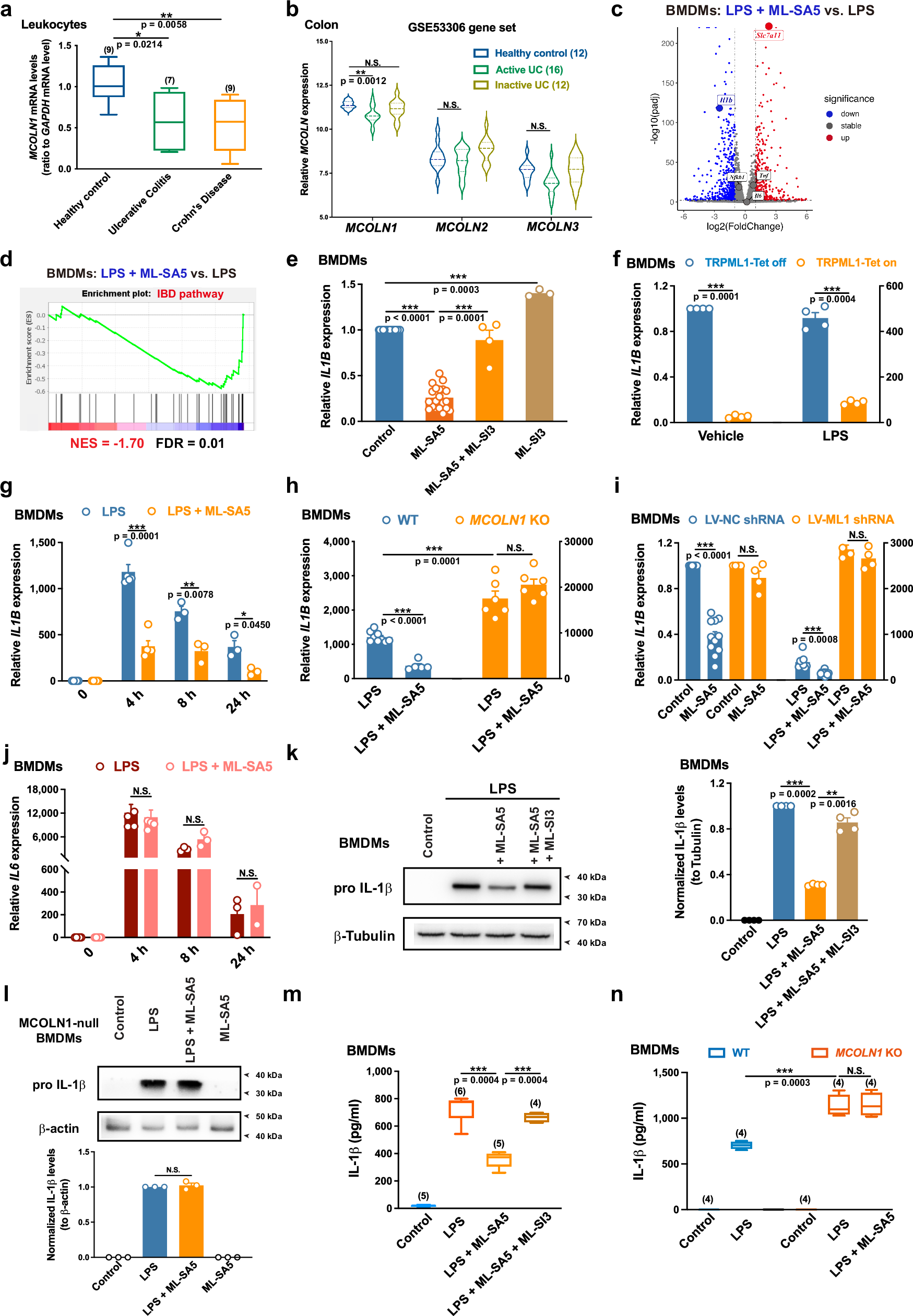 Fig. 1: The activity of TRPML1 channel finely controls macrophage IL-1β production.