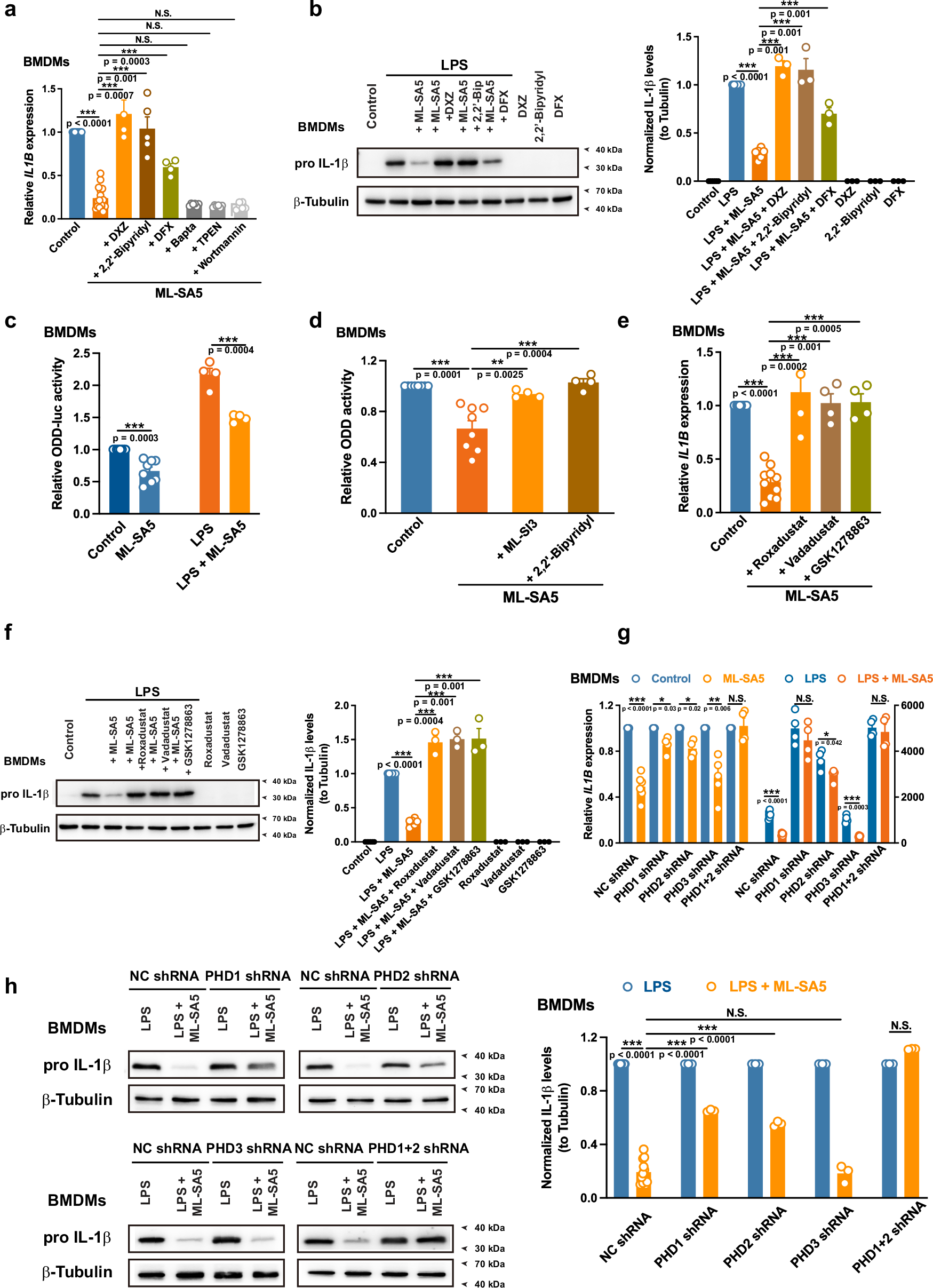 Fig. 2: The activation of TRPML1 channel induces the release of lysosomal Fe2+, which in turn activates PHDs, resulting in suppression of macrophage IL1B transcription.