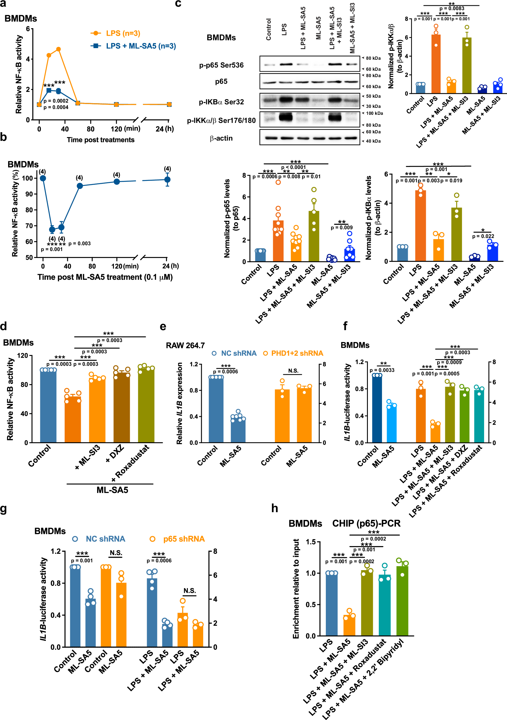 Fig. 3: TRPML1-mediated PHD activity modulates NF-κB signaling pathway, which in turn controls IL1B transcription in macrophages.