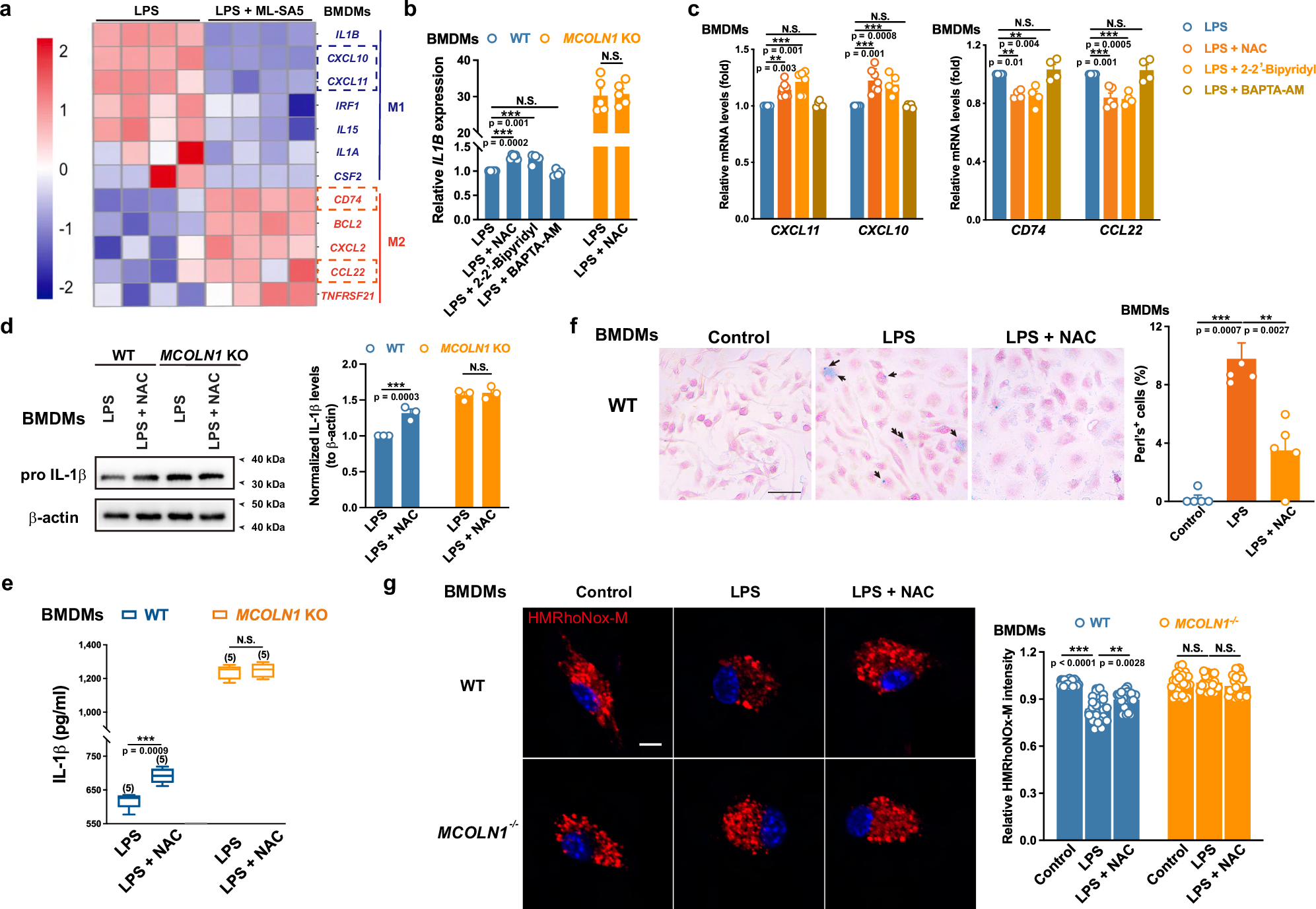 Fig. 4: ROS are the upstream effector that activate TRPML1 channels to switch macrophages from a pro-inflammatory to an anti-inflammatory state.