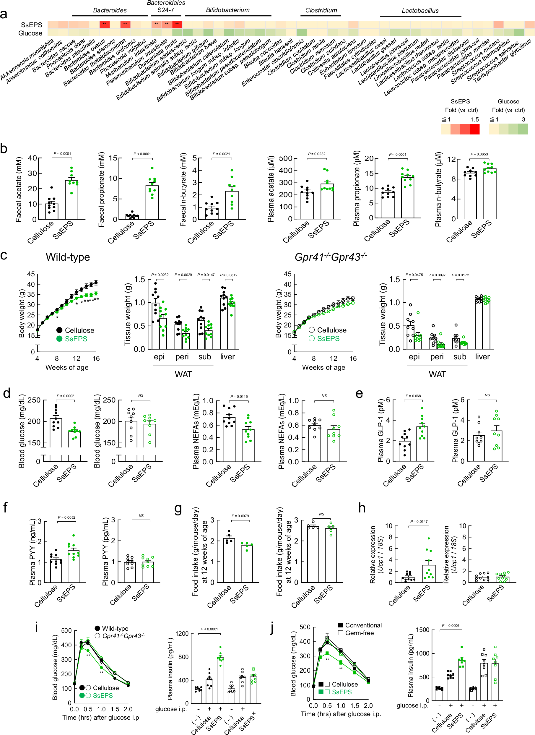 Fig. 3: Metabolic improvement effect of SsEPS intake on high-fat diet (HFD)-induced obesity.