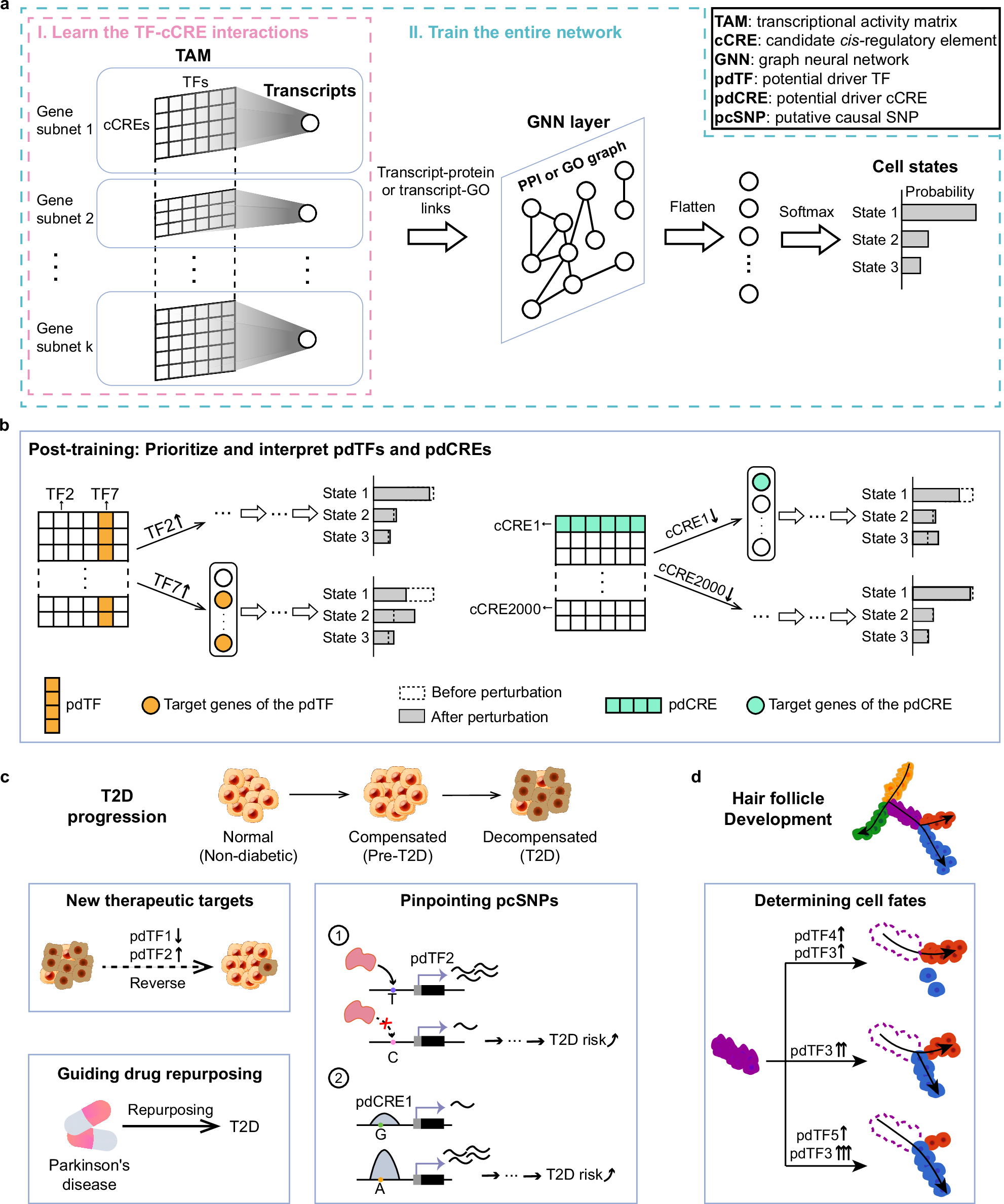 A mechanism-informed deep neural network enables prioritization of  regulators that drive cell state transitions | Nature Communications