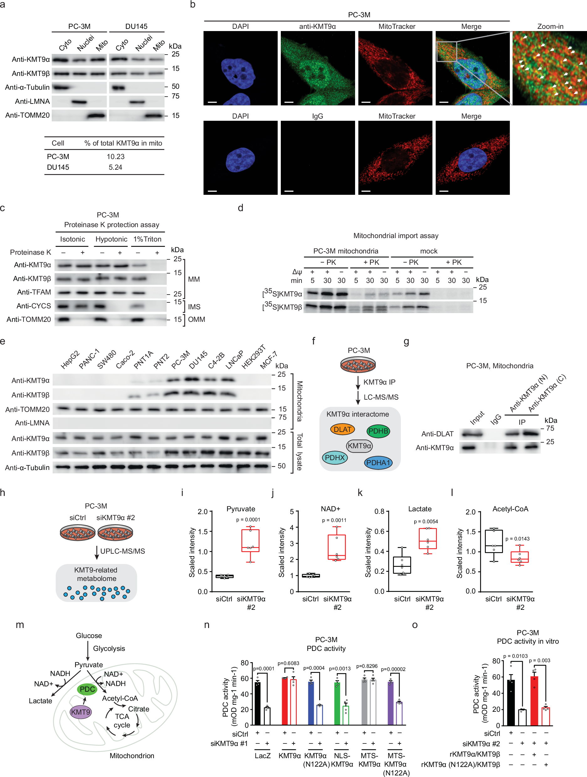 Fig. 1: KMT9 is localized in mitochondria and regulates PDC activity in PCa cells.