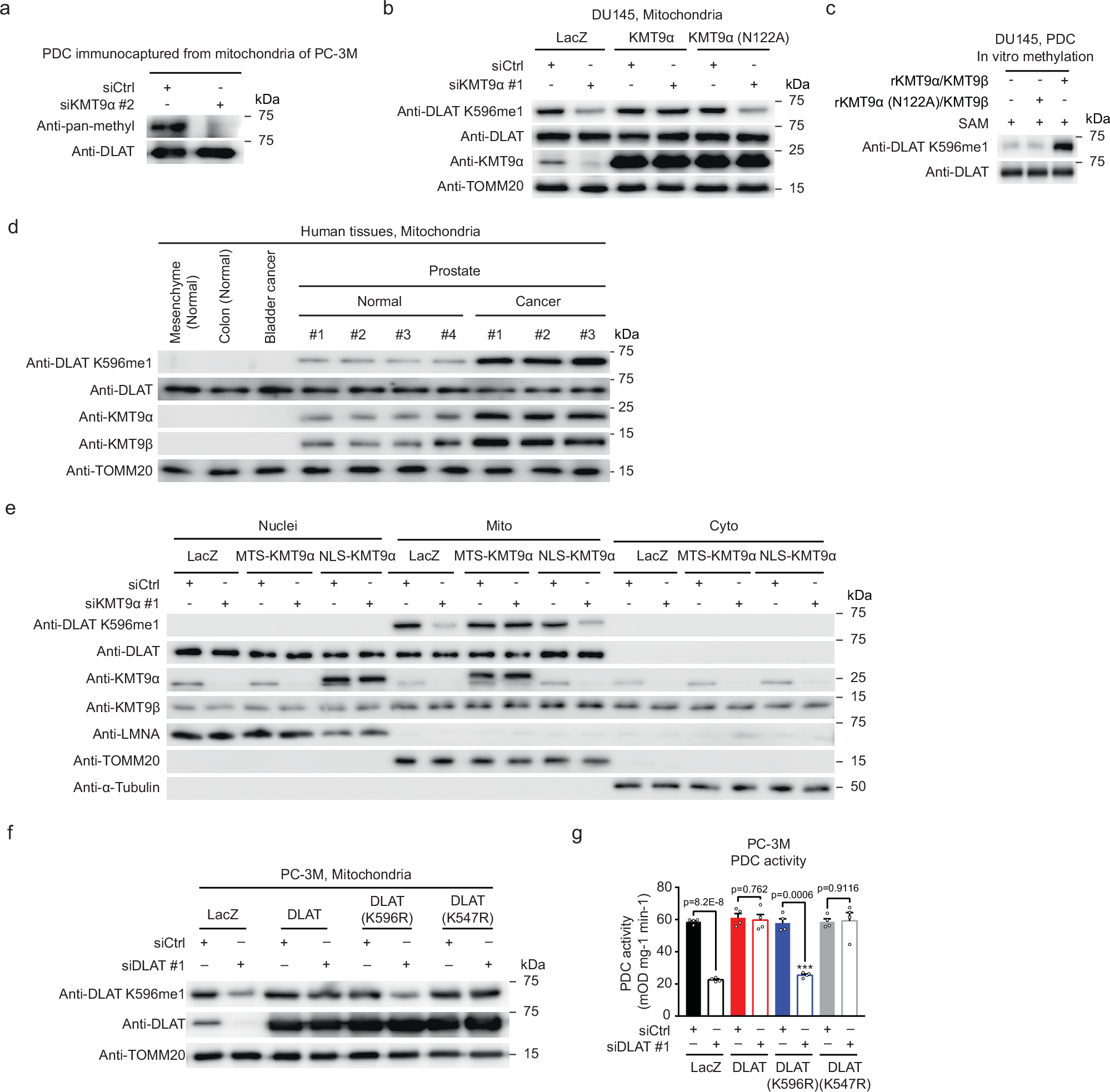 Fig. 2: Mitochondrial KMT9 regulates PDC activity by monomethylation of DLAT at K596.