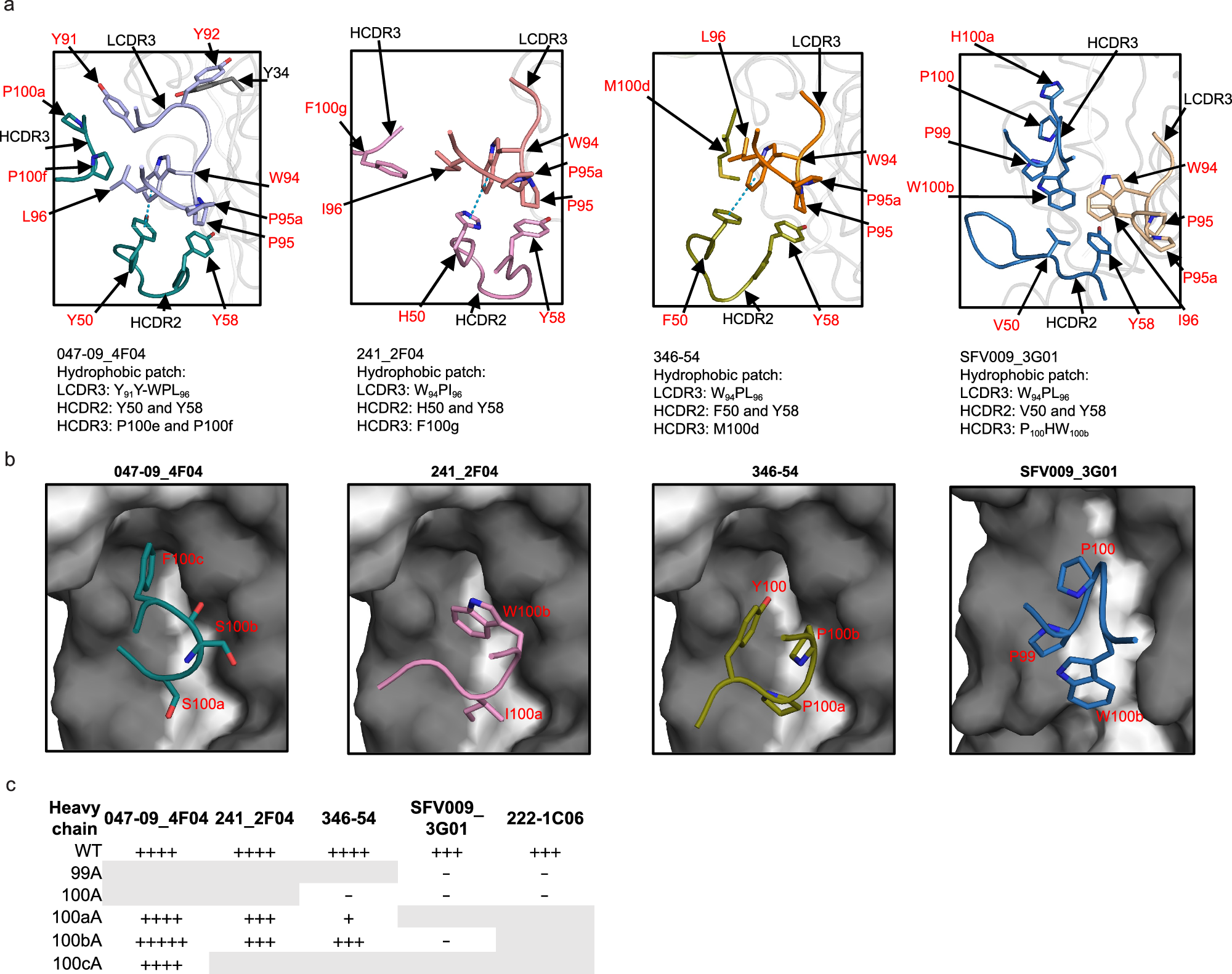 Fig. 6: Comparison of hydrophobic interaction in HCDR2, HCDR3, and LCDR3 among 047-09_4F04, 241_2F04, 346-54, and SFV009_3G01 in complex with CA04 H1 HA.