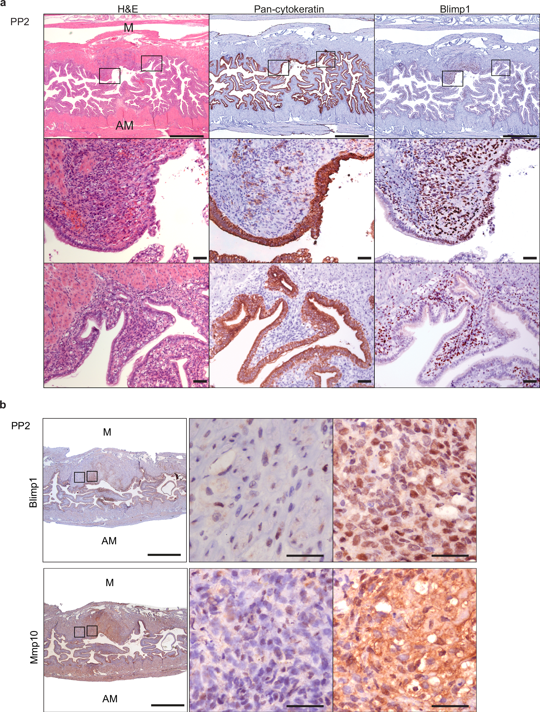 Fig. 7: Blimp1 and Mmp10 are co-expressed in wild type uteri during early post-partum regeneration.