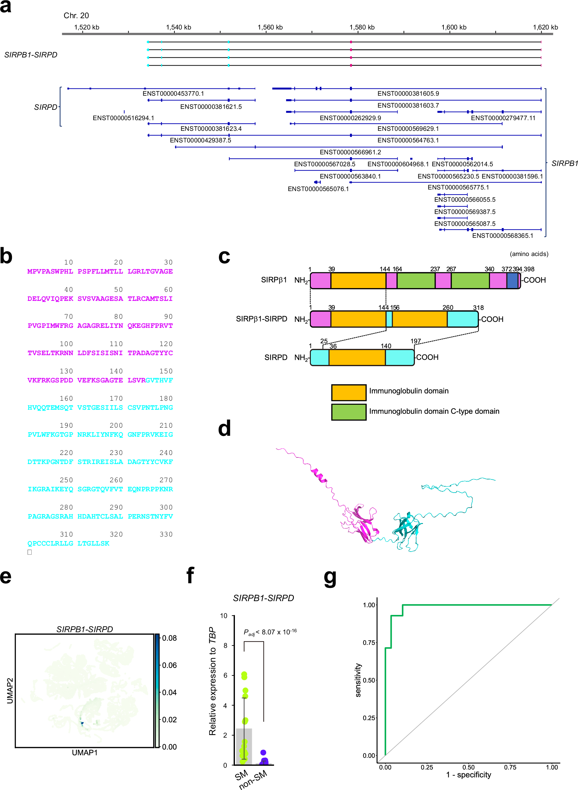 Fig. 5: Gene structure and expression of SIRPB1-SIRPD.