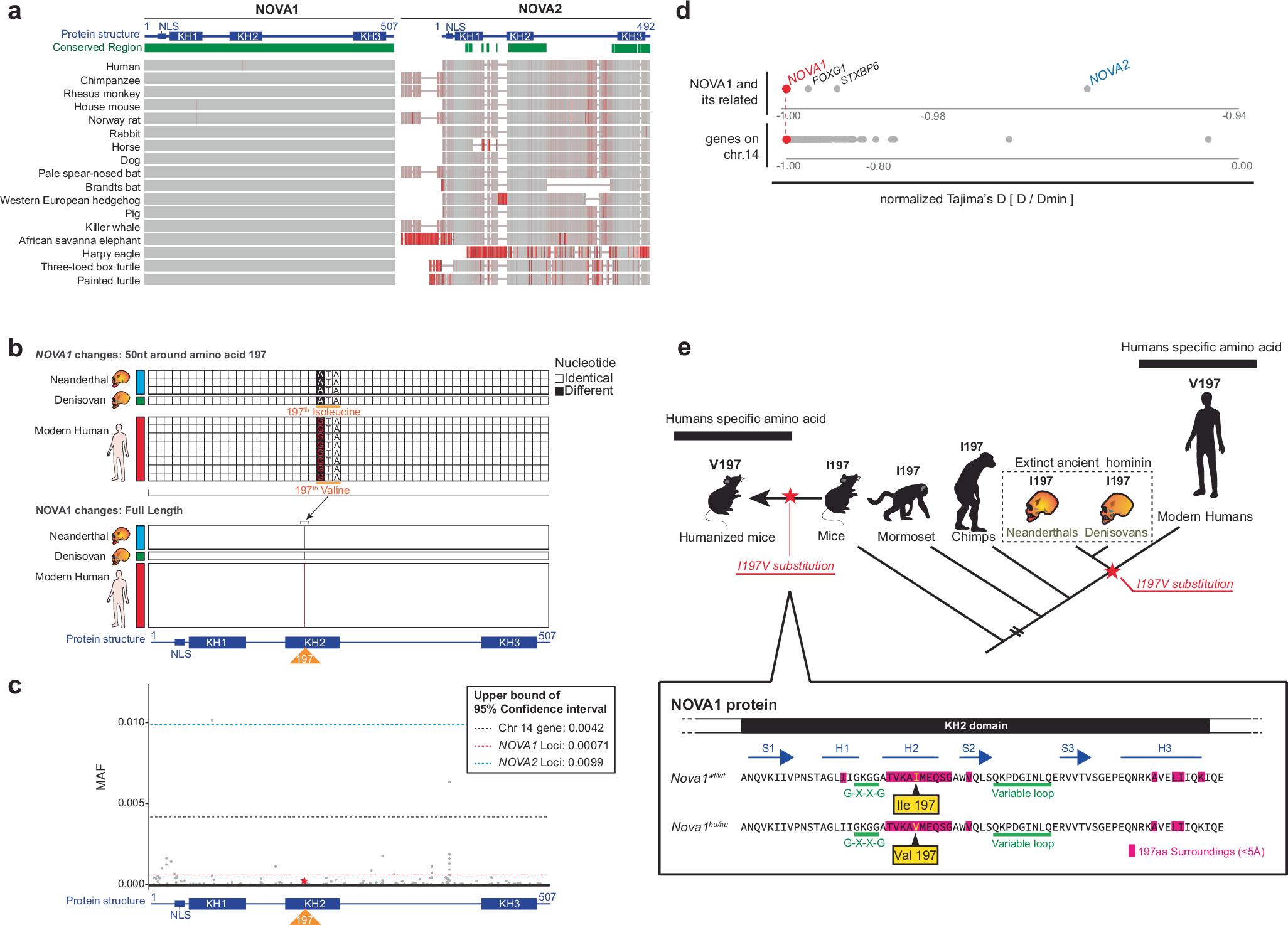 一つのタンパク質が音声言語の出現を形作った可能性(A single protein may have helped shape the emergence of spoken language)