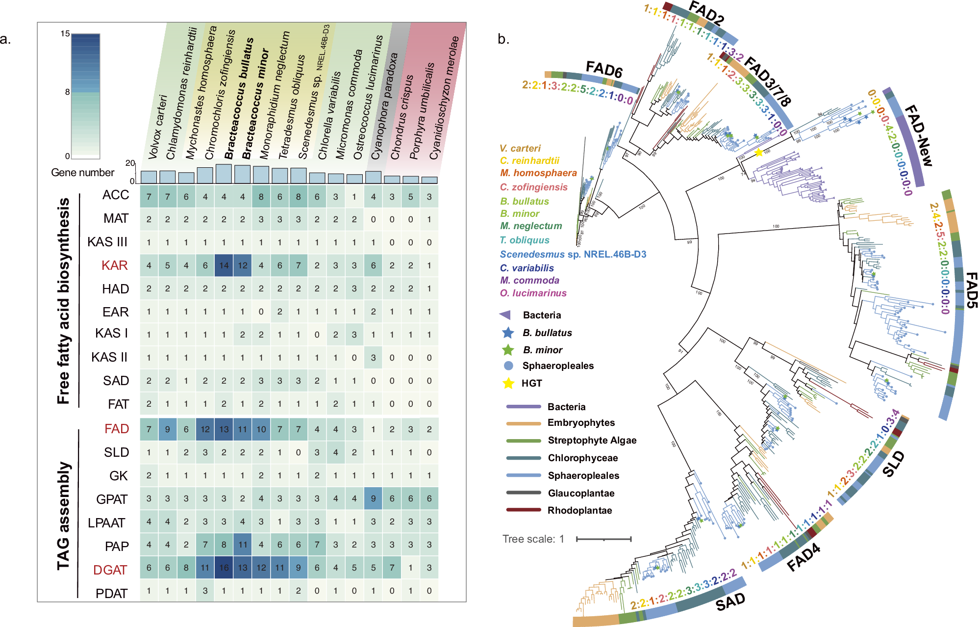 Fig. 4: Evolutionary innovation of fatty acid metabolism in Bracteacoccaceae.