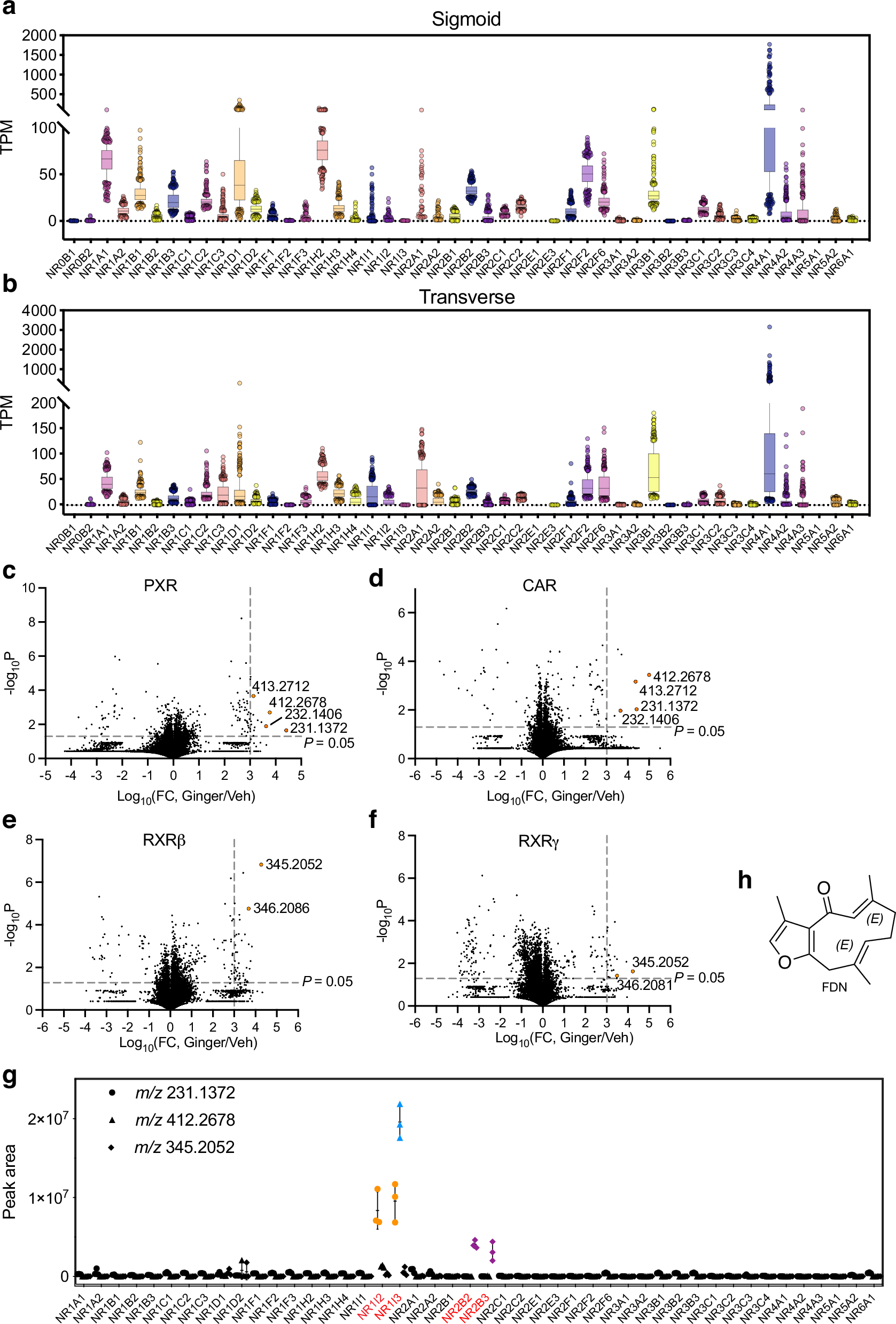 ショウガ由来の化合物が炎症性腸疾患の治療に有効 (Compound found in ginger could help treat inflammatory bowel disease: Study)
