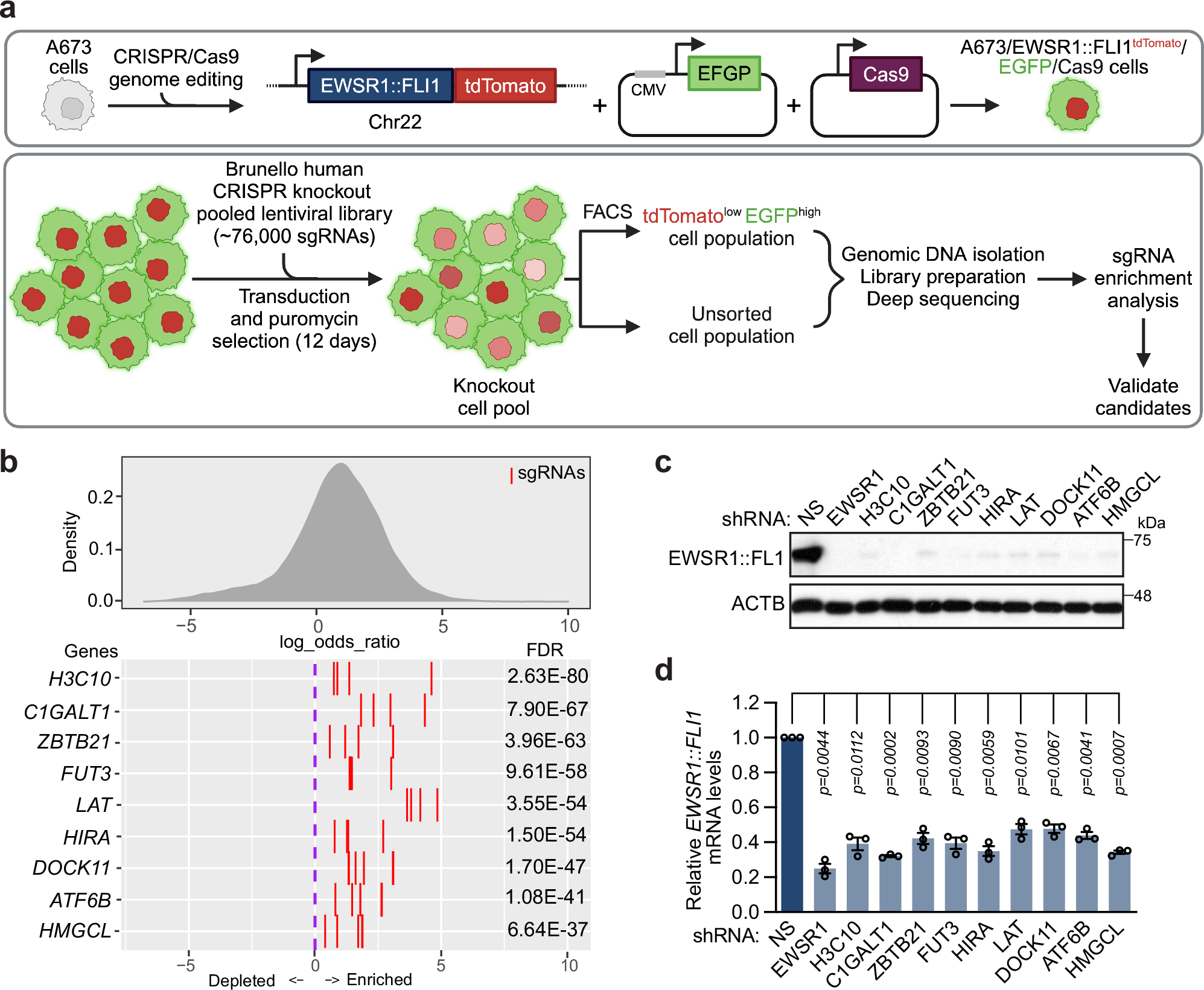 Fig. 1: A genome-scale CRISPR/Cas9 screen identifies factors that promote EWSR1::FLI1 expression.