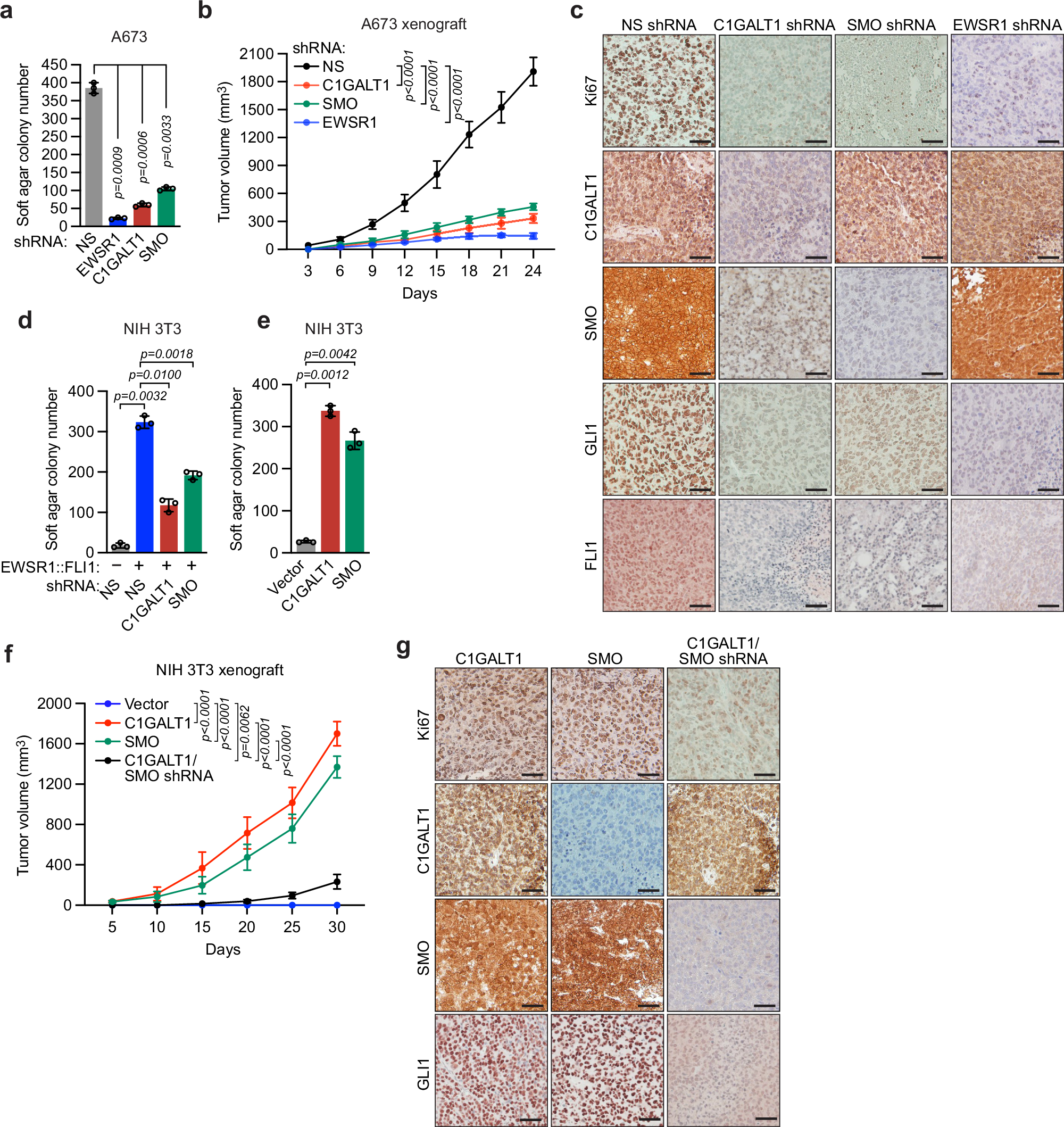 Fig. 6: C1GALT1 is required for EWSR1::FLI1-mediated transformation.