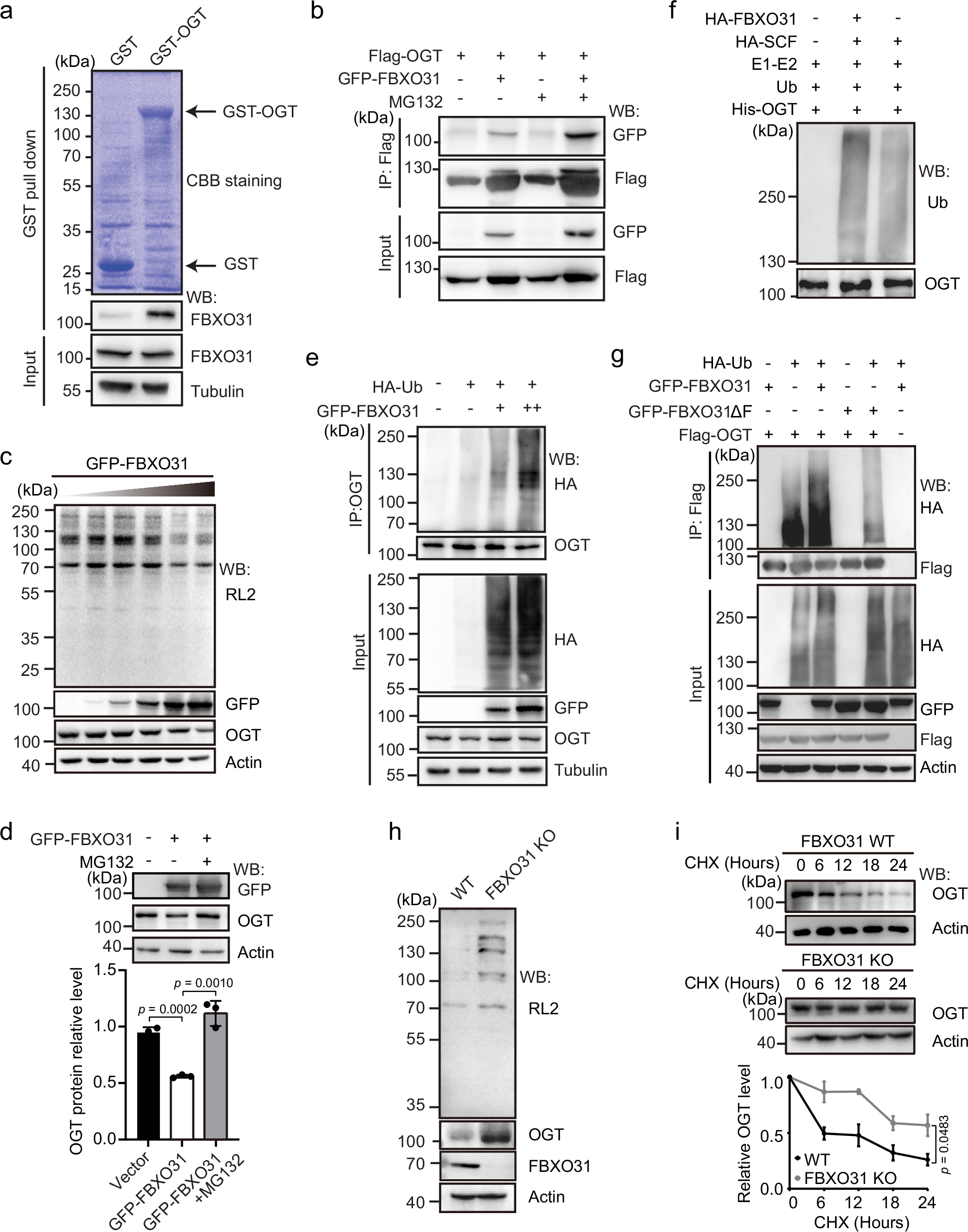 Fig. 6: FBXO31 interacts with and ubiquitinates OGT.