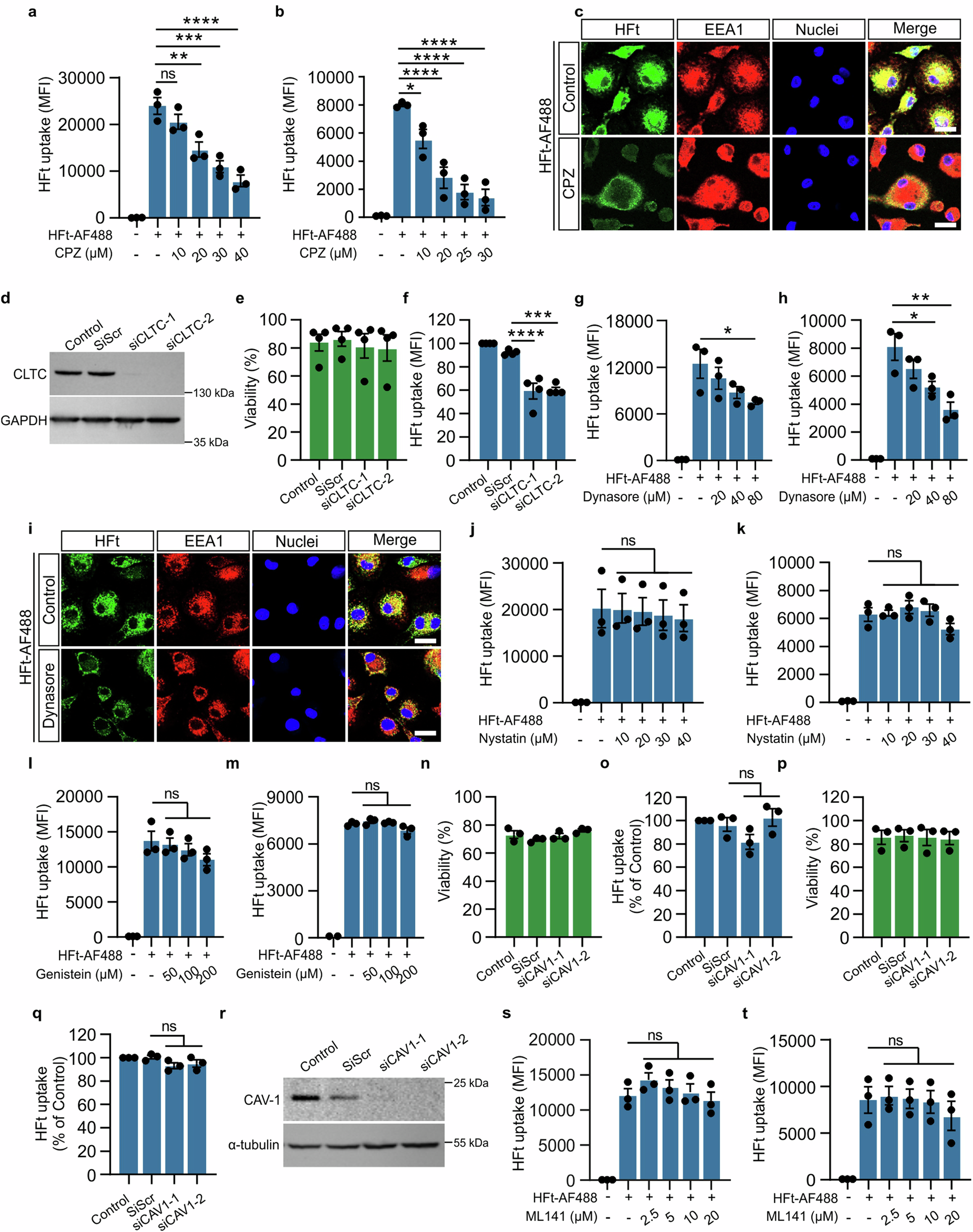 Fig. 2: Human macrophages internalize H-ferrtin via clathrin-dependent endocytosis.