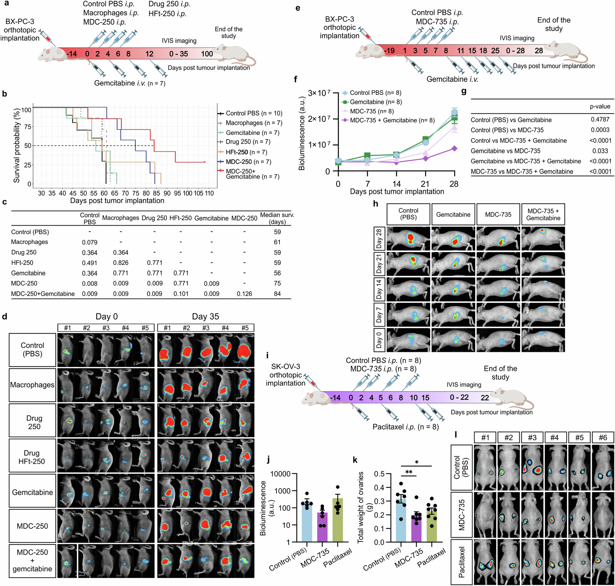 Fig. 8: Therapeutic efficacy of MDC against human pancreatic and ovarian cancer.