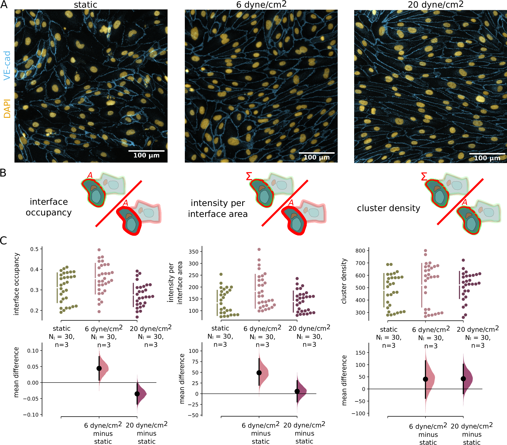 Fig. 6: Junction morphology quantification.