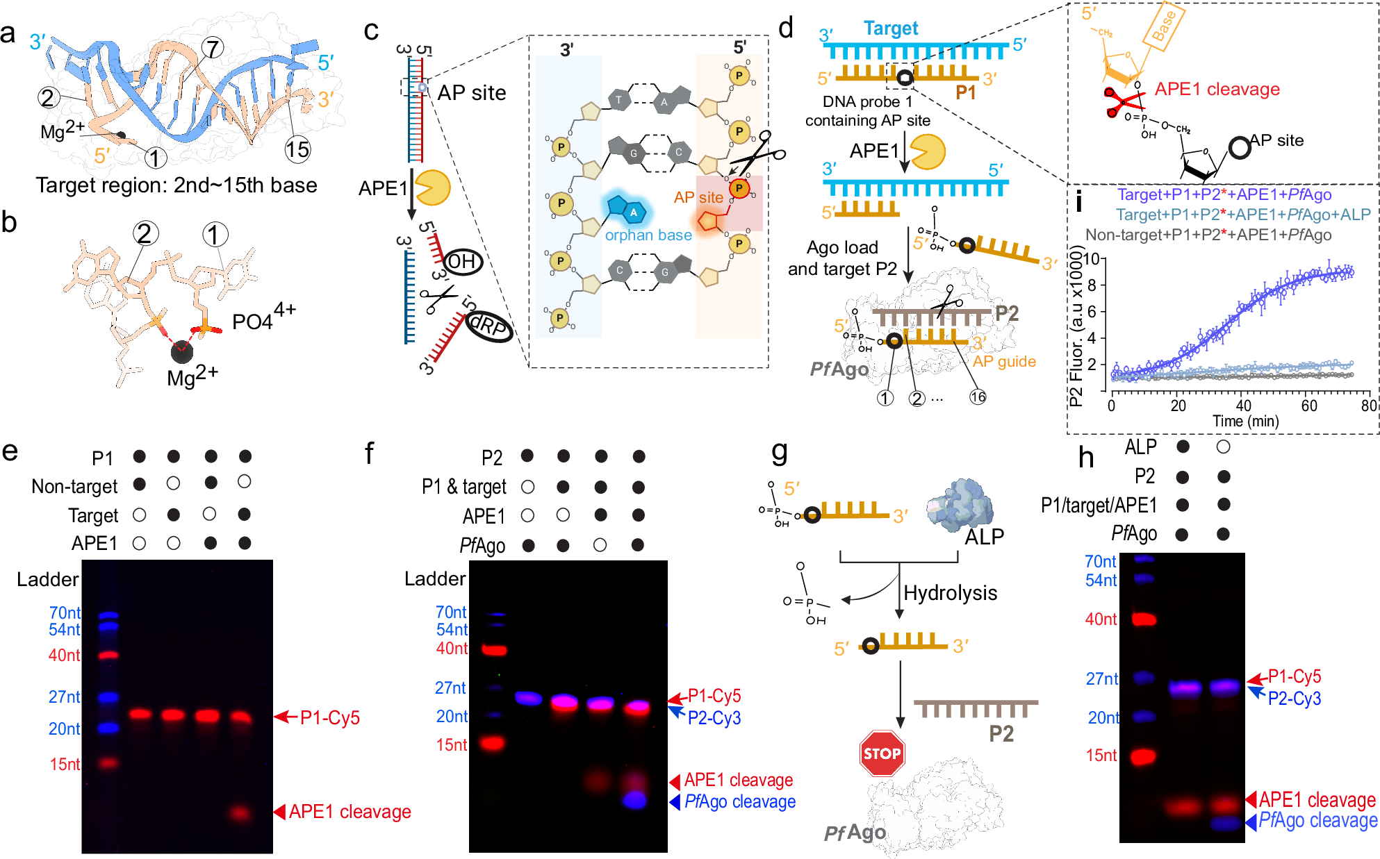 Fig. 1: APE1 detects target and generates DNA guide for PfAgo.