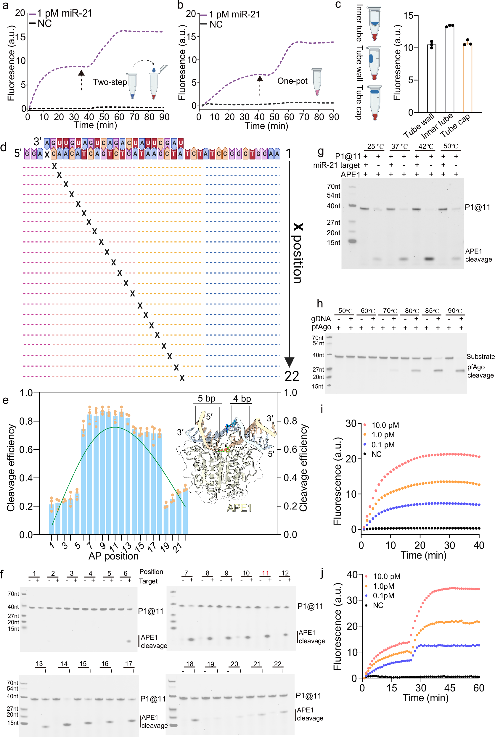Fig. 3: Engineering optimization of NAPUNE assay.