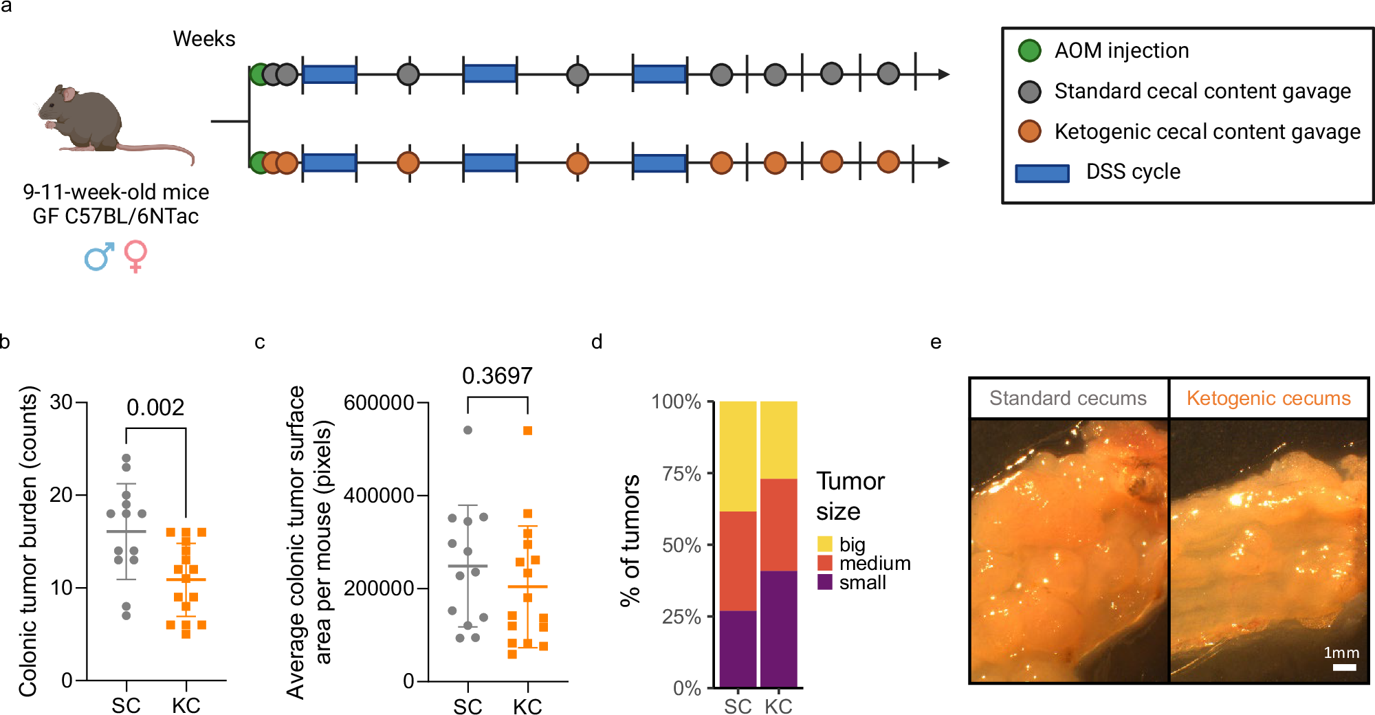 Fig. 2: The tumor-inhibitory effect of ketogenic diet is mediated by the gut microbiome.