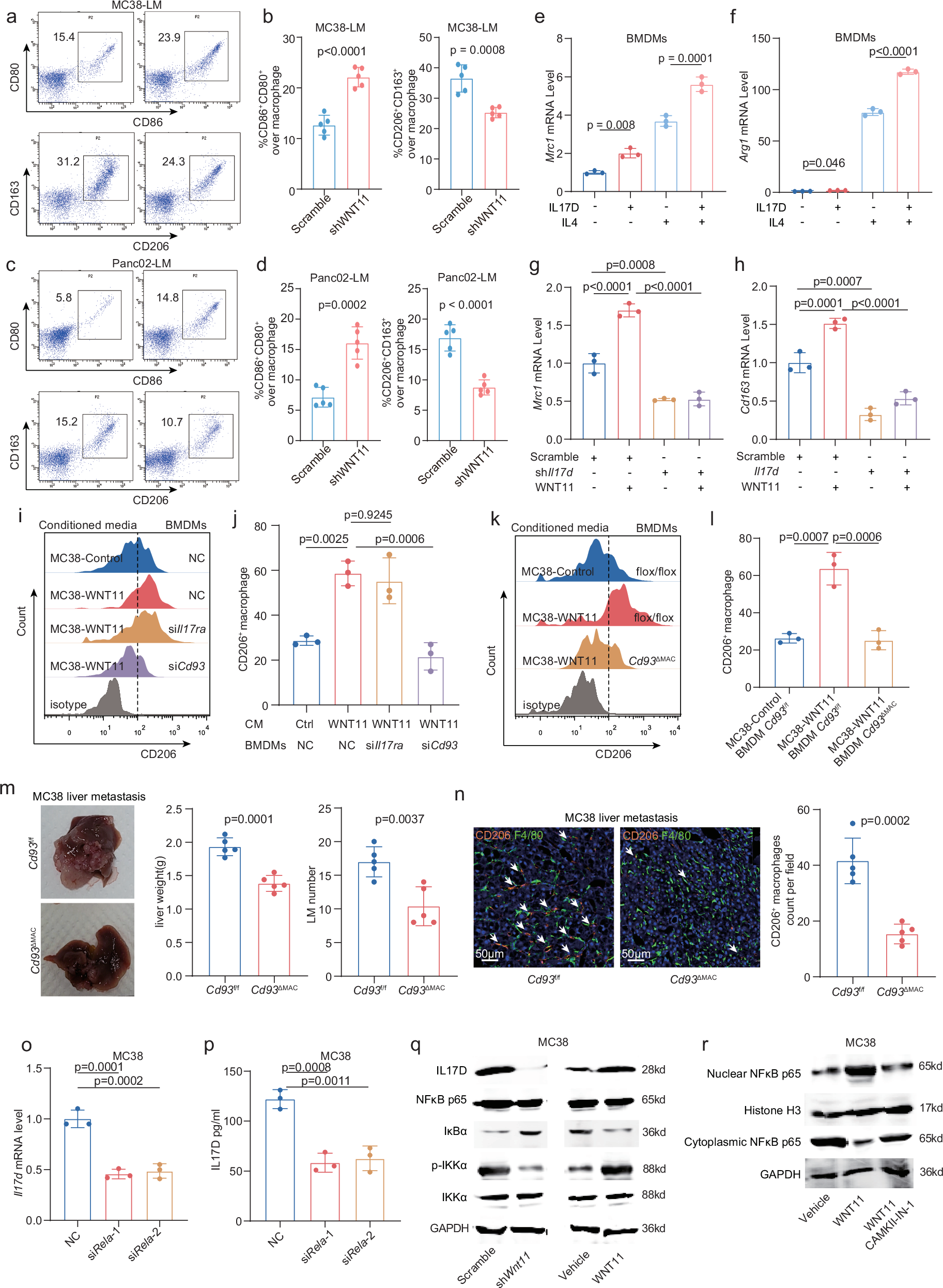 Fig. 6: WNT11 promotes polarization of CD206+ macrophages via an IL17D-CD93 axis in liver metastases.