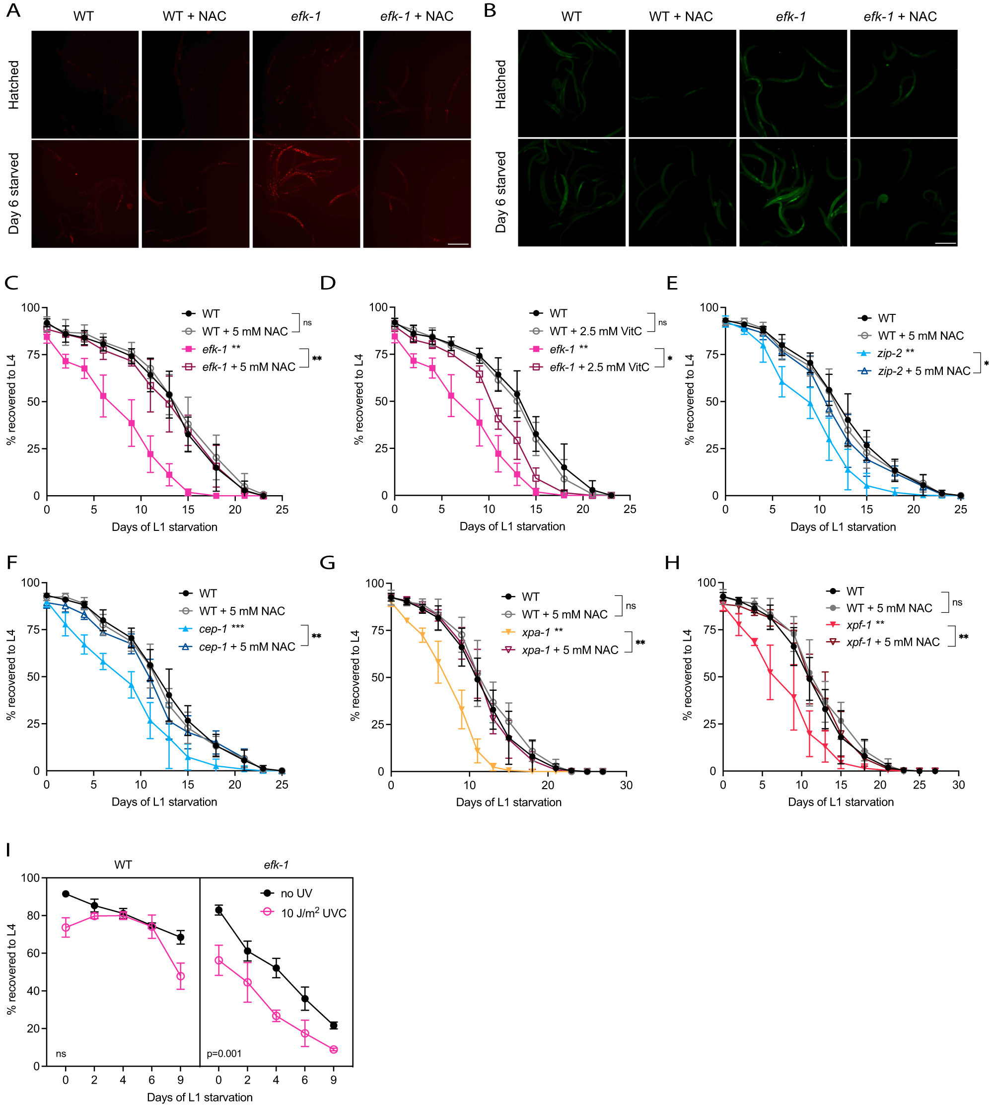 Fig. 9: efk-1 mutants are sensitive to starvation-induced oxidative stress.