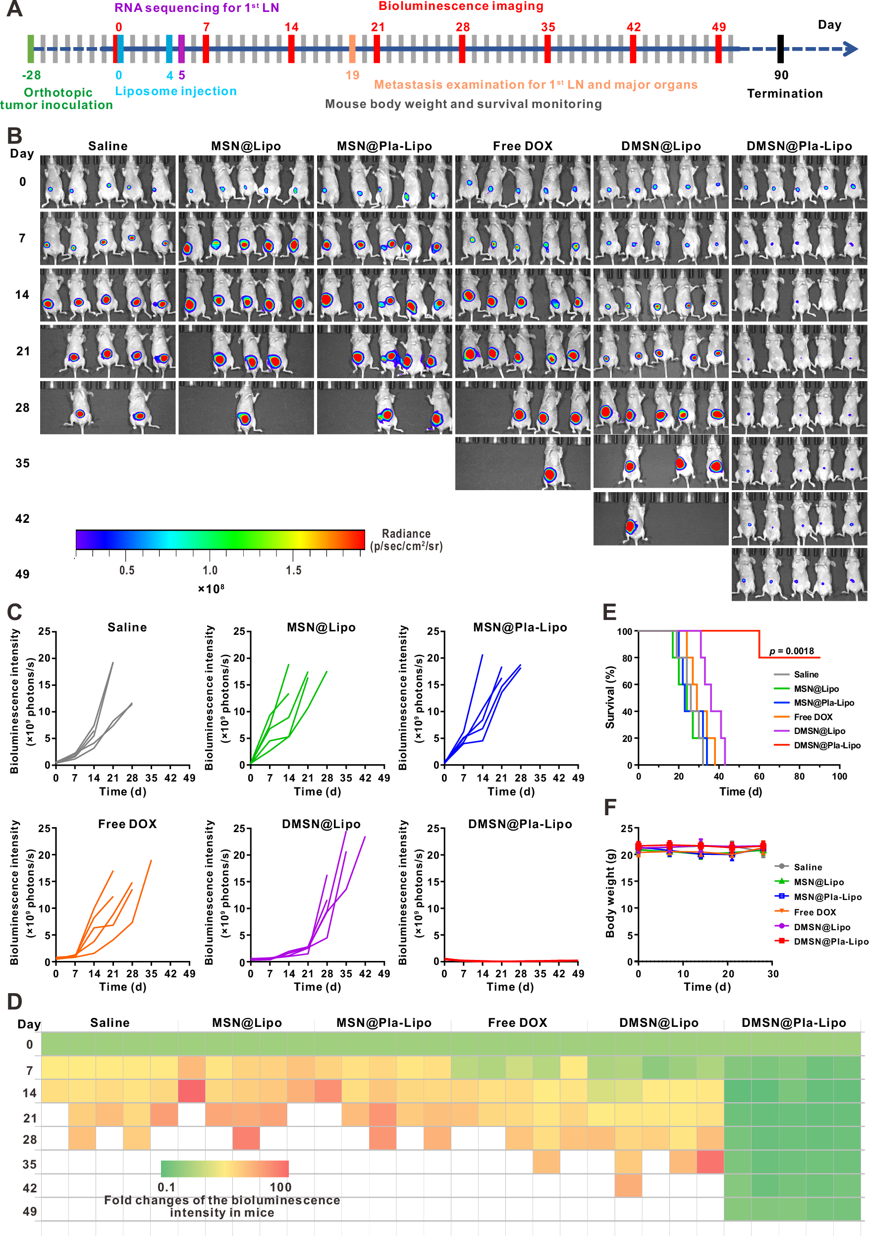 Fig. 7: Antitumor efficacy of DMSN@Pla-Lipo in orthotopic colorectal tumor model.