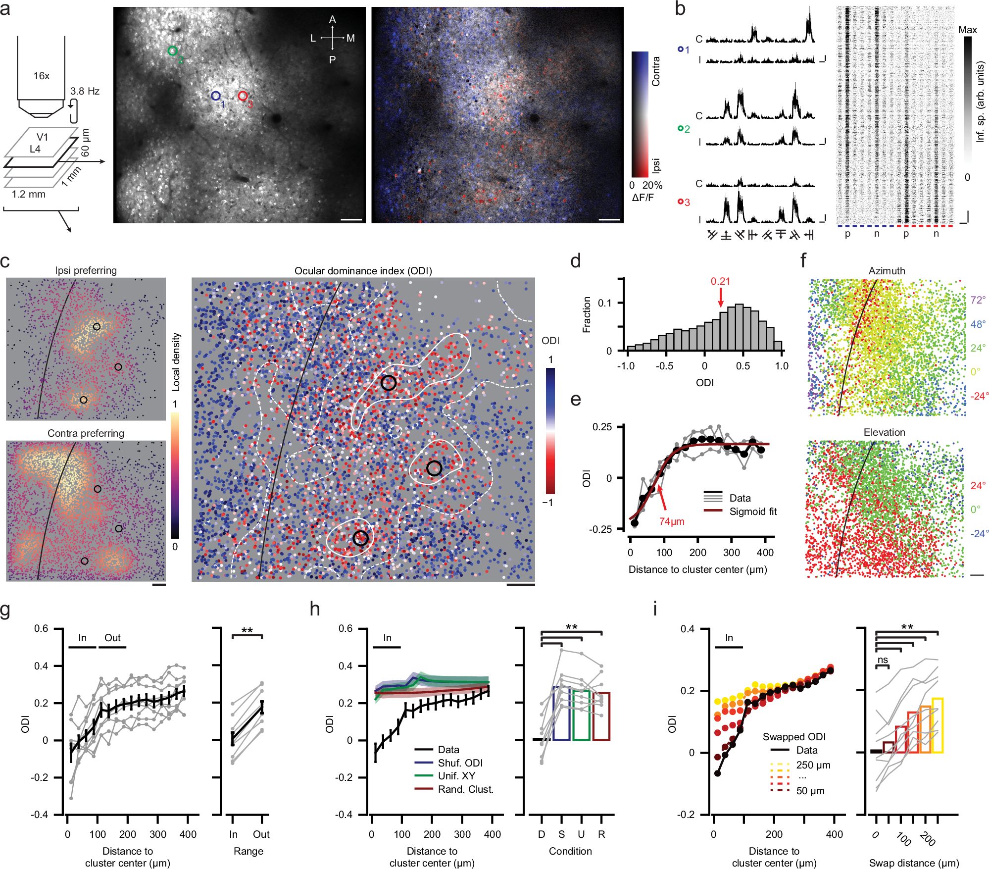 視覚に関与するニューロンがコラム状に集合 (Neurons gather together for vision)