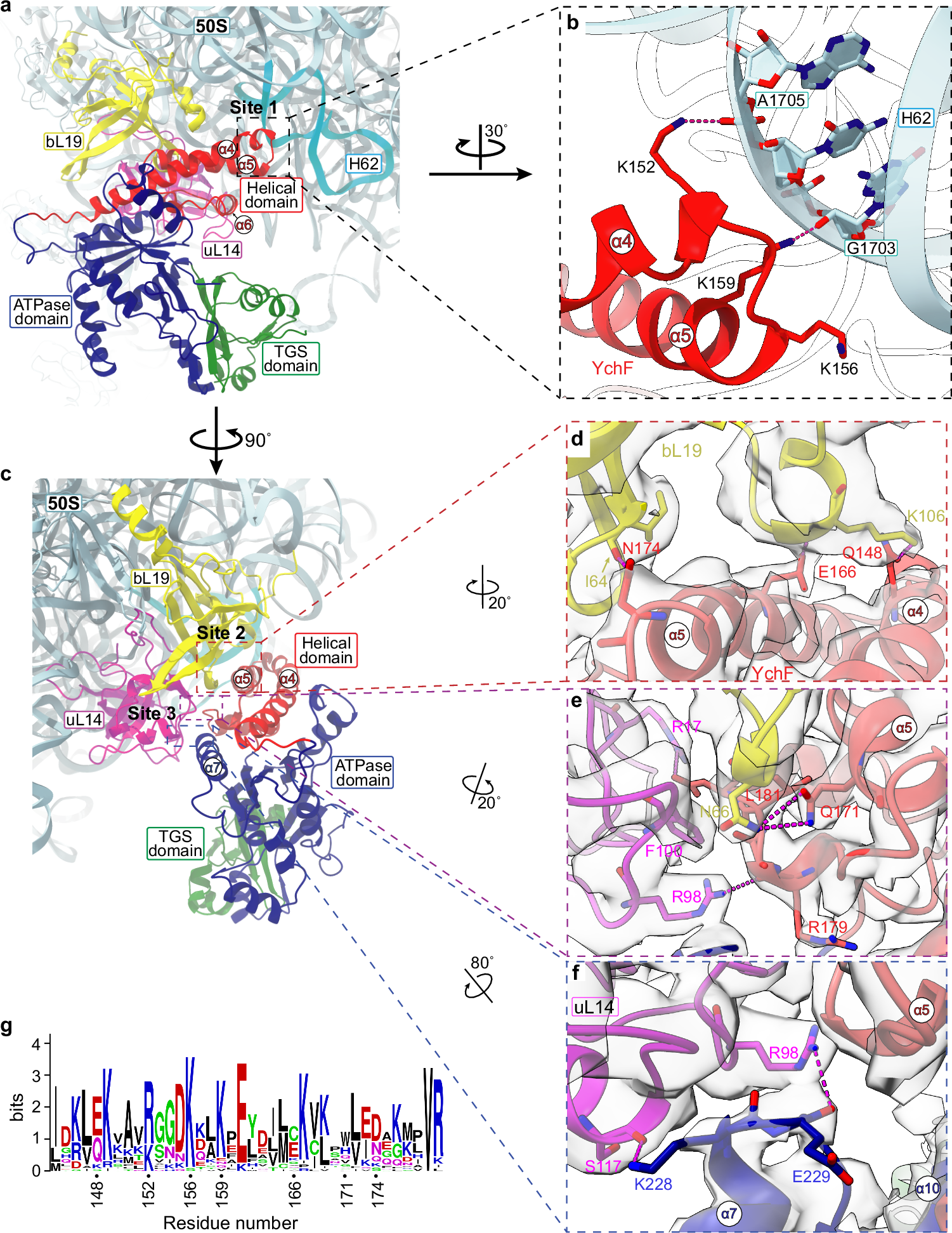 Fig. 2: The detailed interactions between the YchF(H114A) and 50S subunit.
